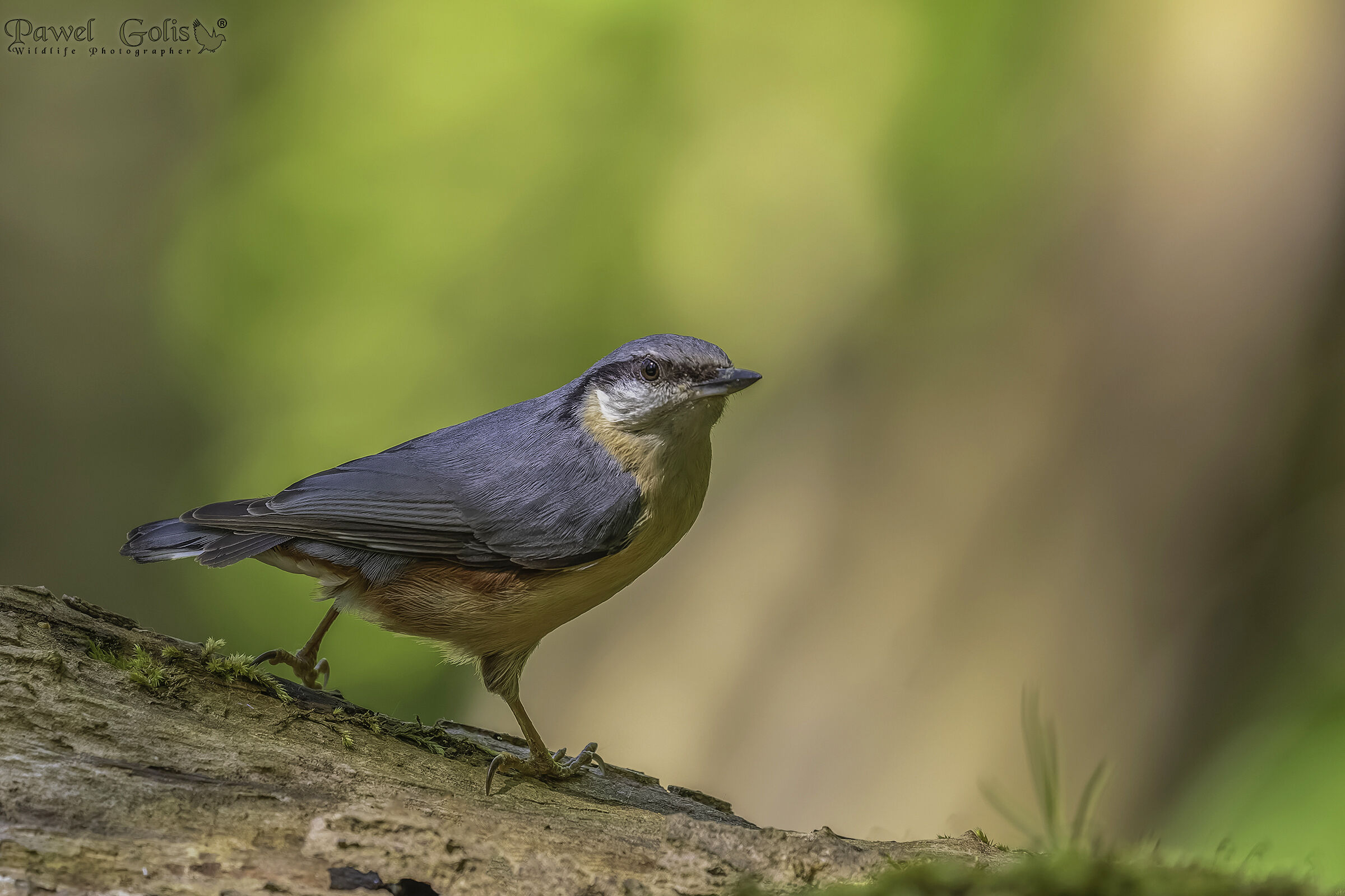 Nuthatch (Sitta europaea)