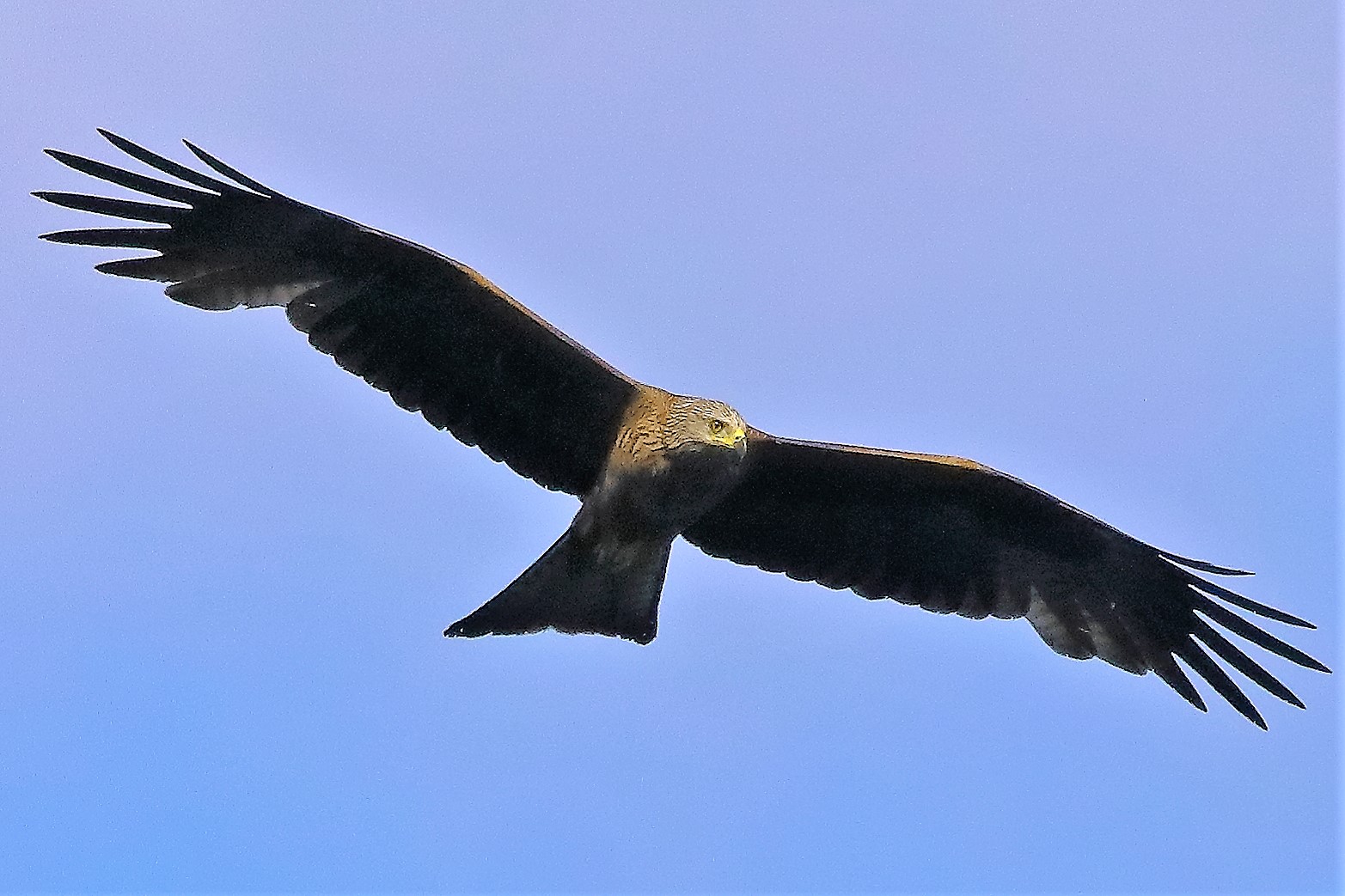 Nibbio bruno 06-06-2022