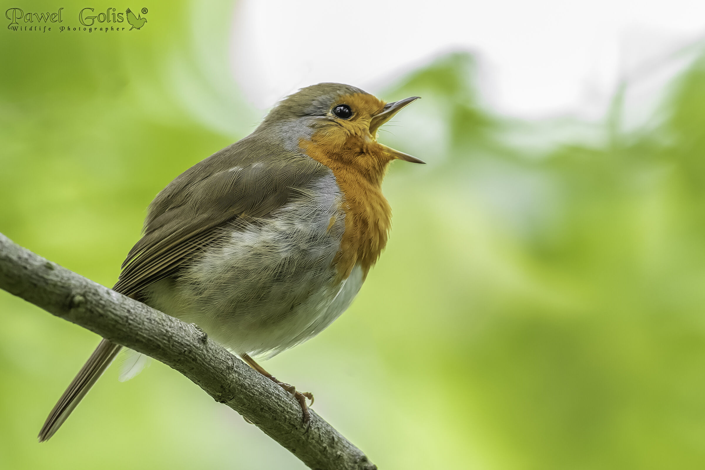 Pettirosso europeo (Erithacus rubecula)