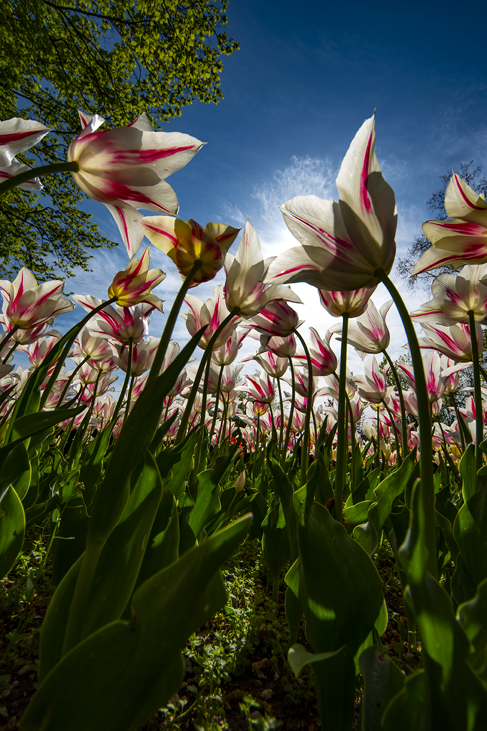 Tulips-Sigurta Park 3