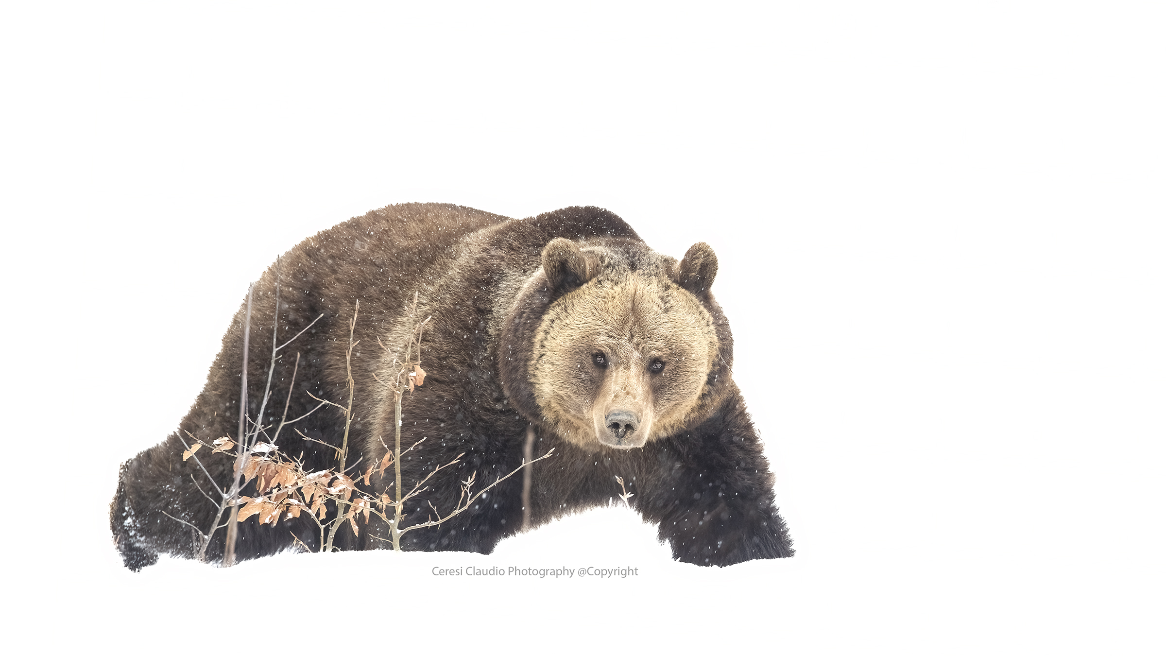 orso bruno sotto la neve