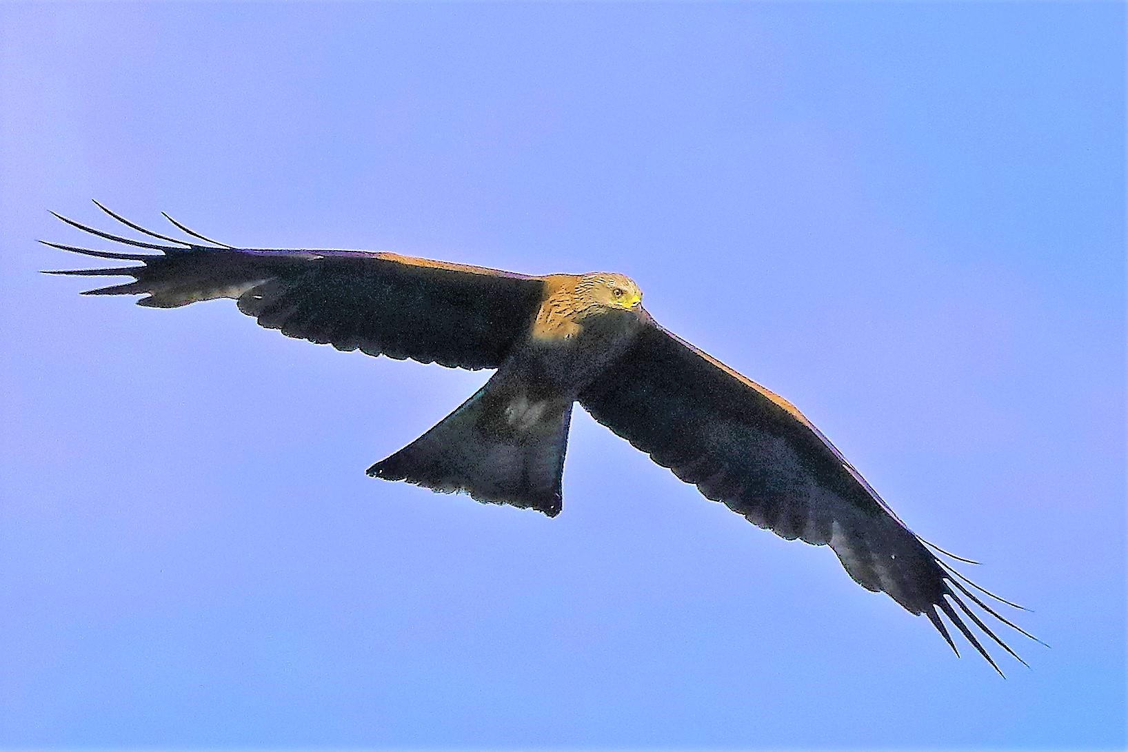 Nibbio bruno 06-06-2022