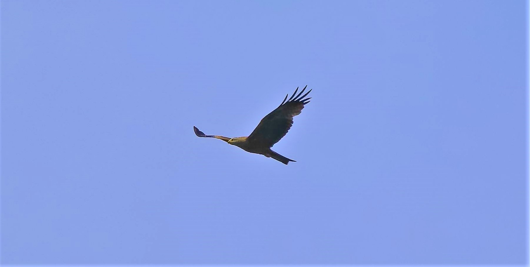 Nibbio bruno 08-06-2022