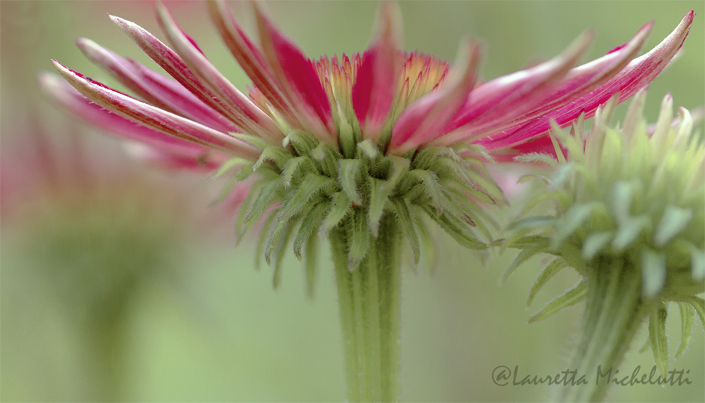 the flower