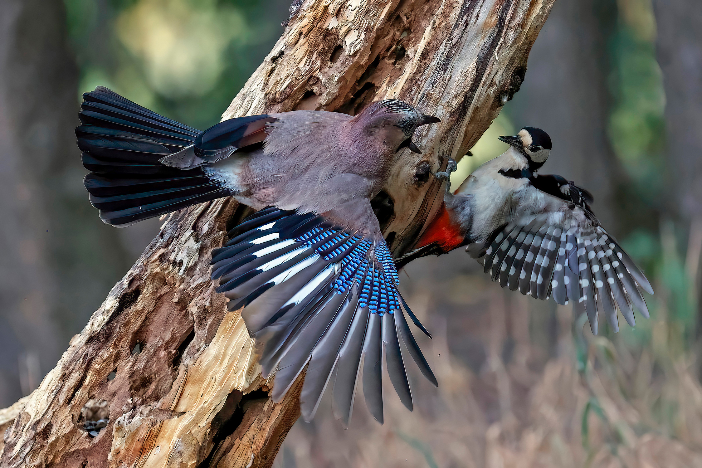jay vs greater red woodpecker