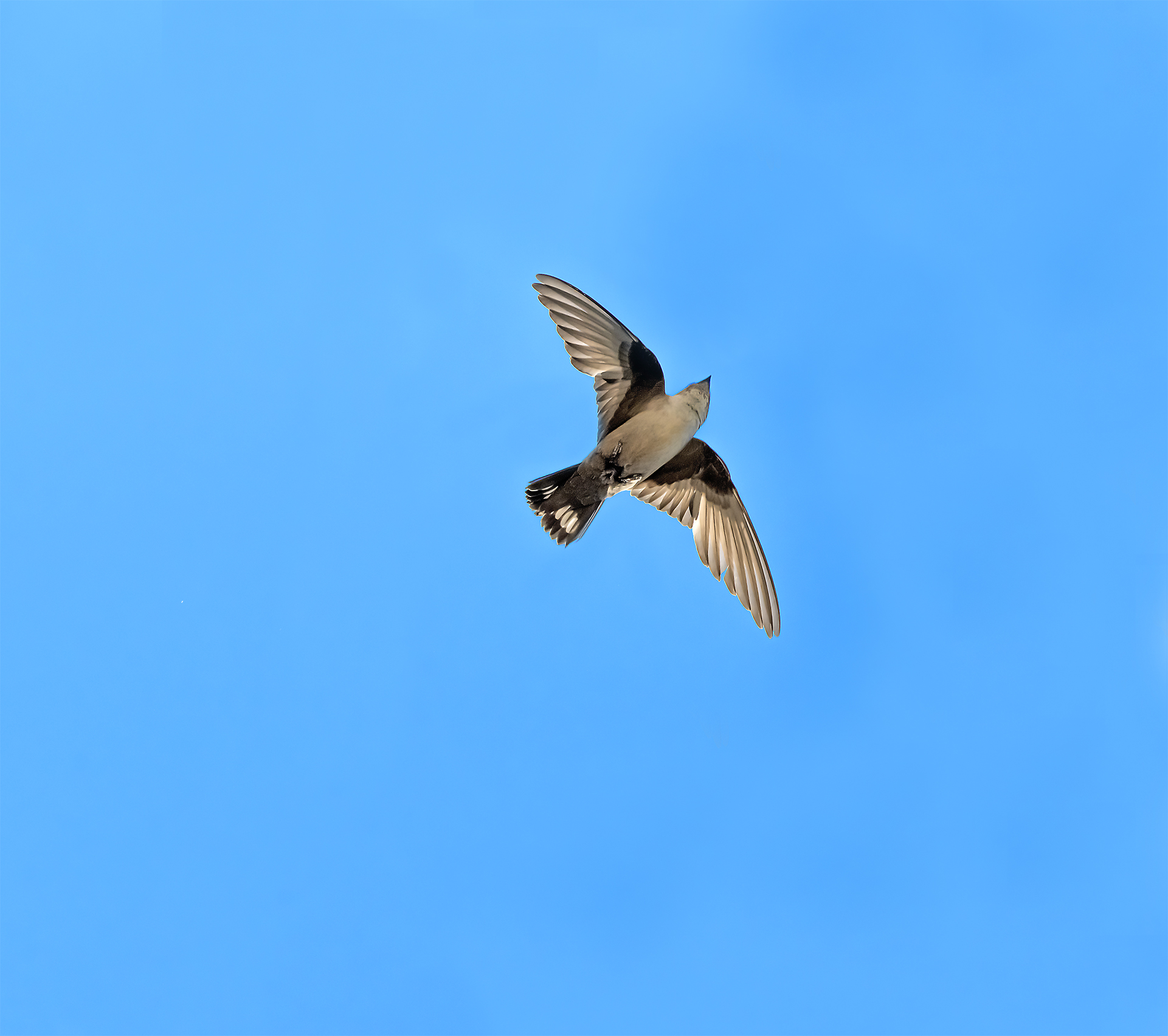 mountain swallow