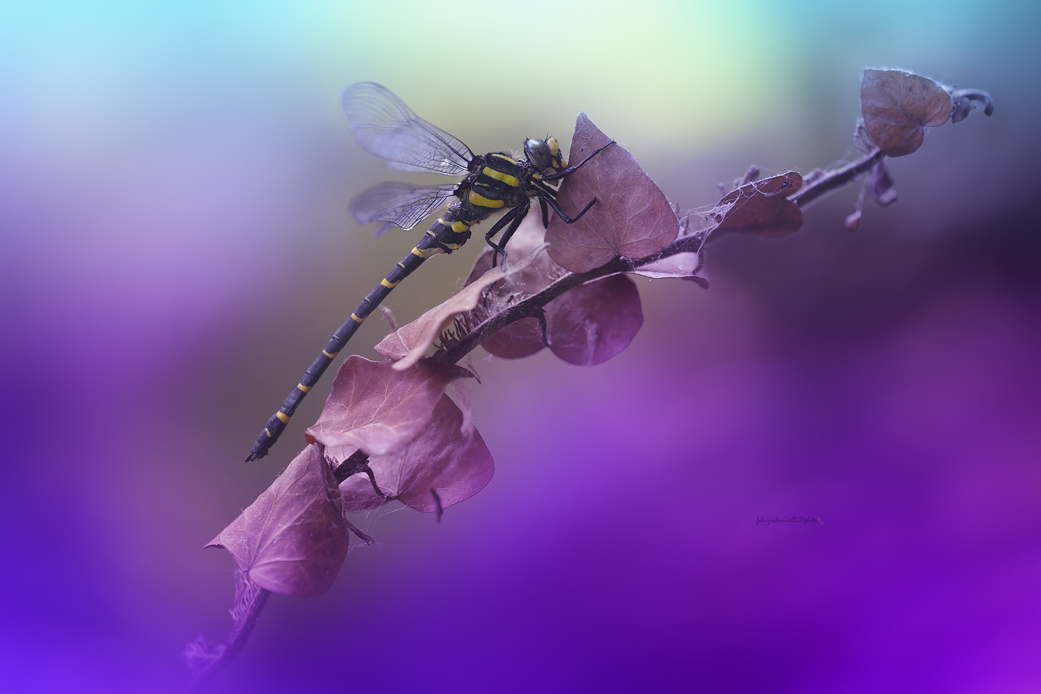 Cordulegaster boltonii