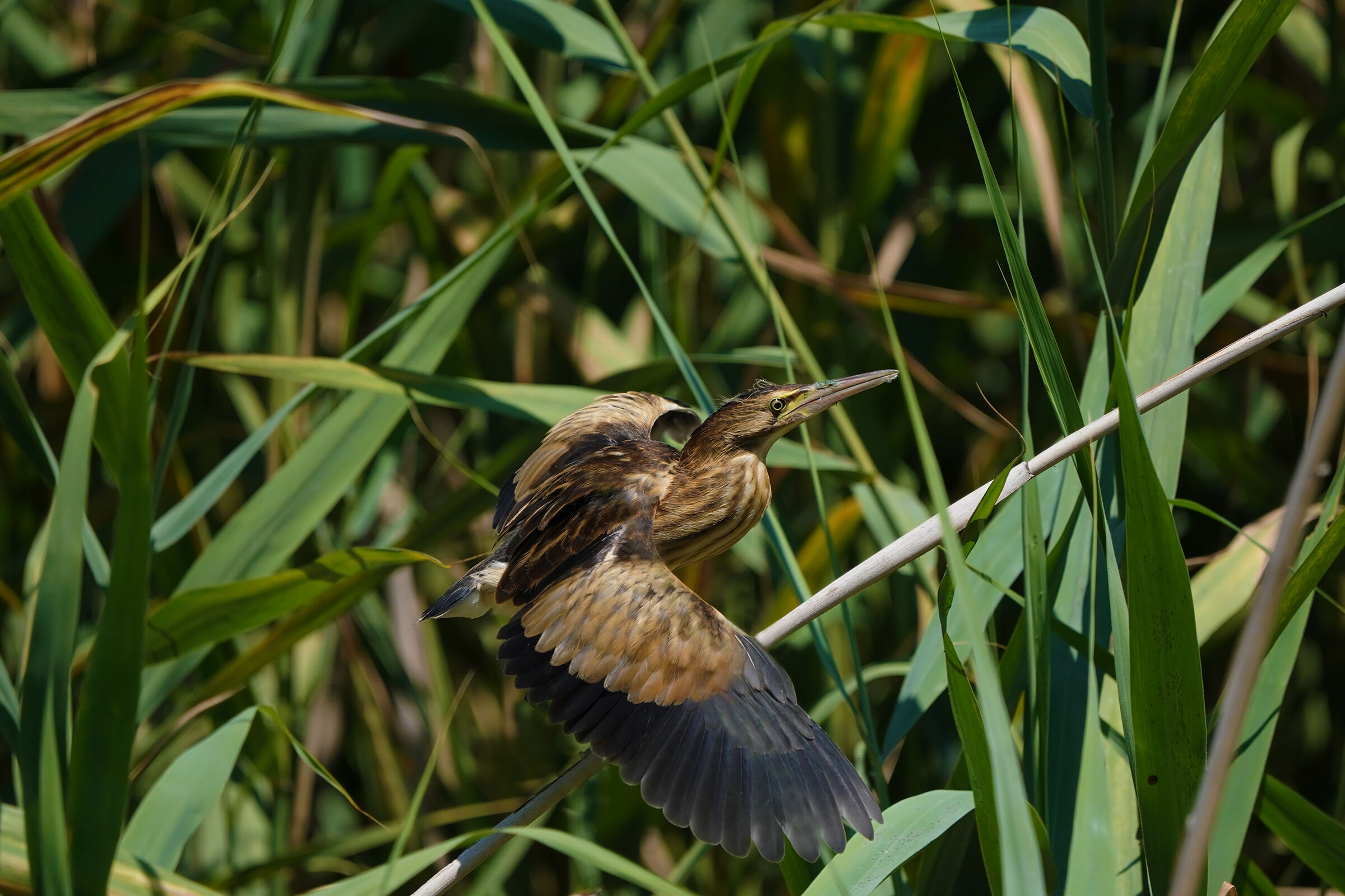 new generation in volo prova