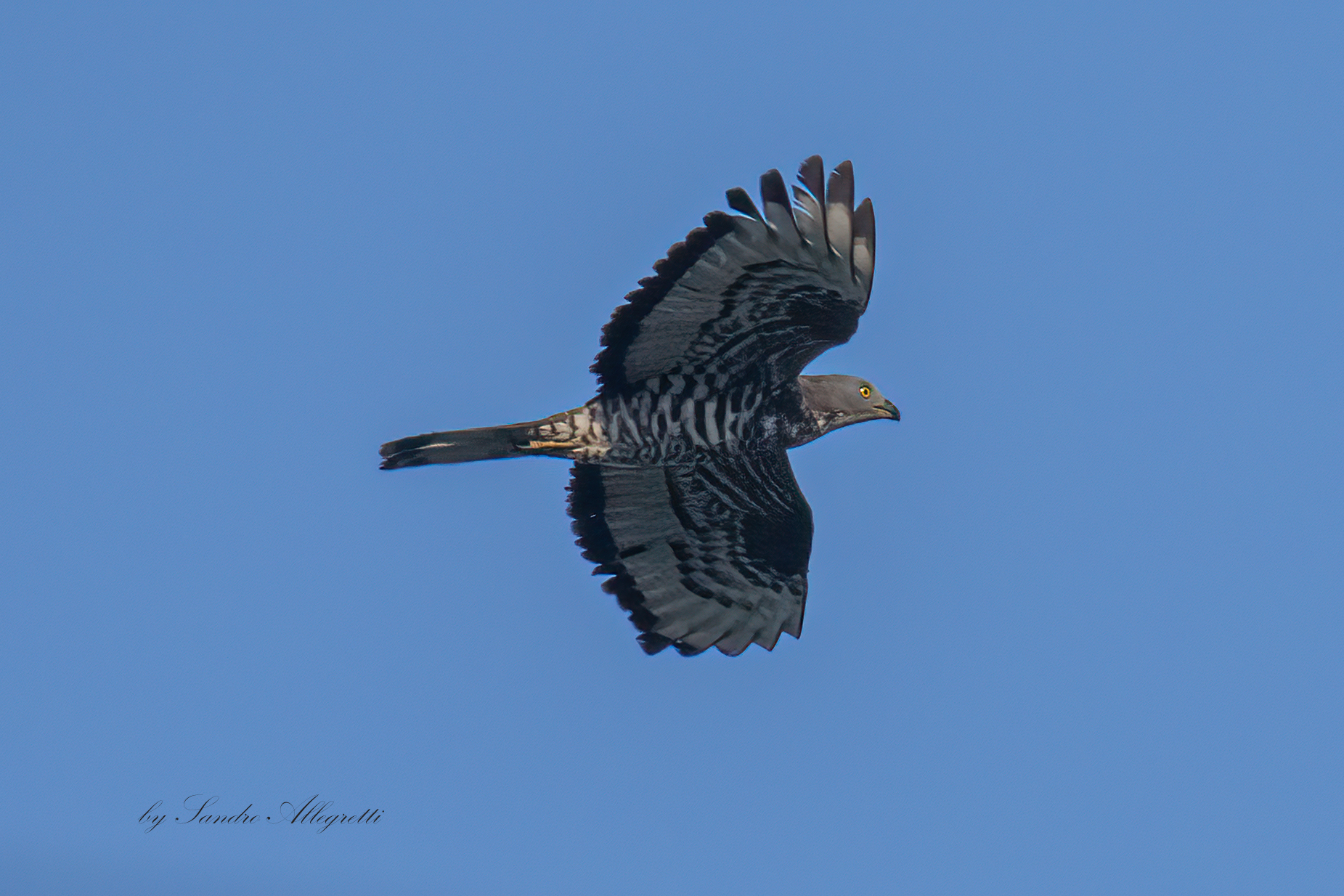 The Western Honey Buzzard (Pernis apivorus)