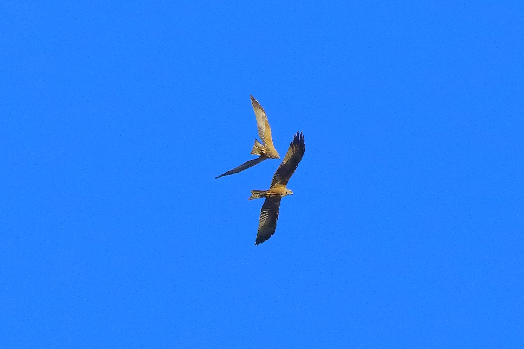 Nibbio bruno 07-06-2022