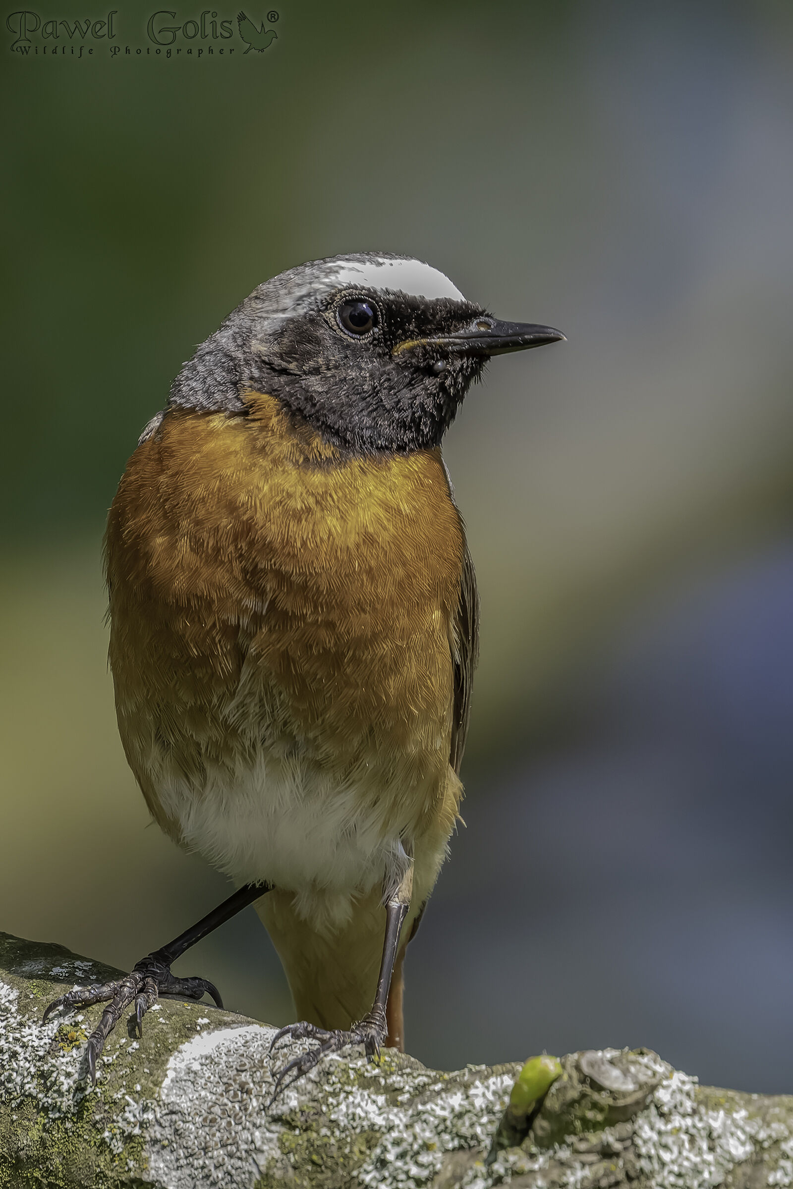 Codirosso comune (Phoenicurus phoenicurus)
