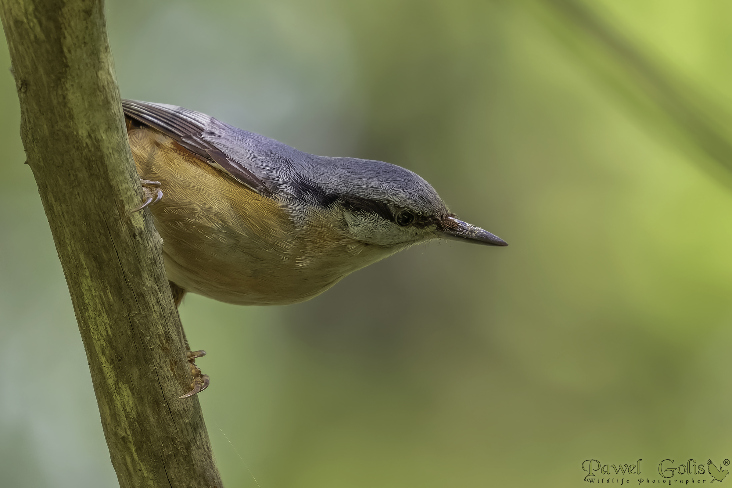 Nuthatch (Sitta europaea)