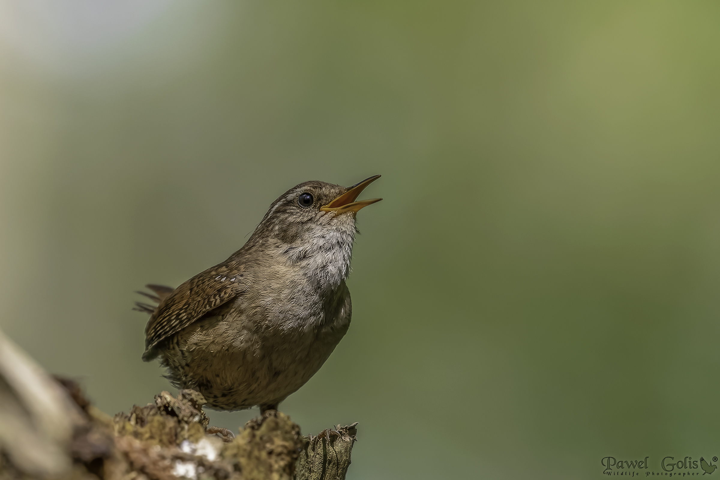 Scricciolo eurasiatico ( Troglodytes troglodytes)