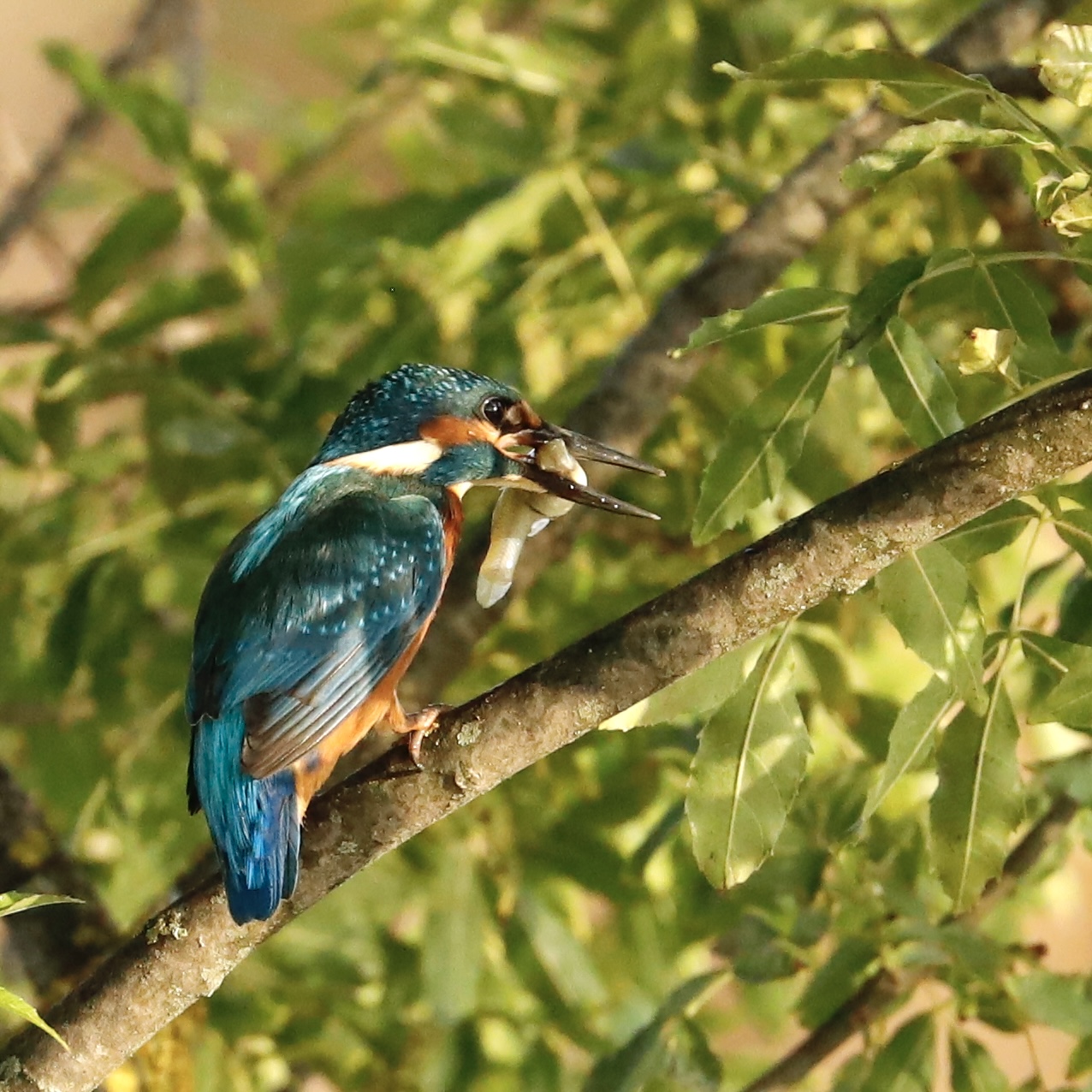 King Fisher with prey