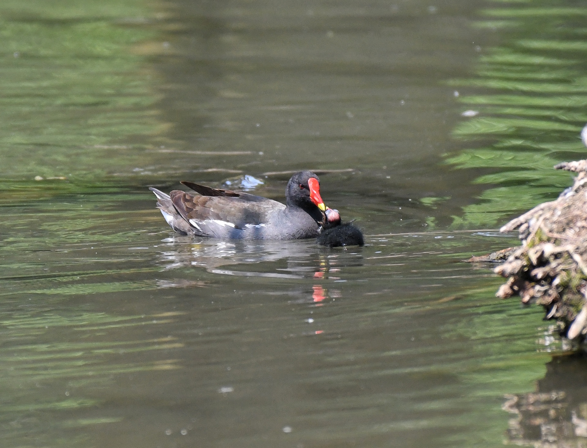 Gallinella d'acqua con il suo piccolo