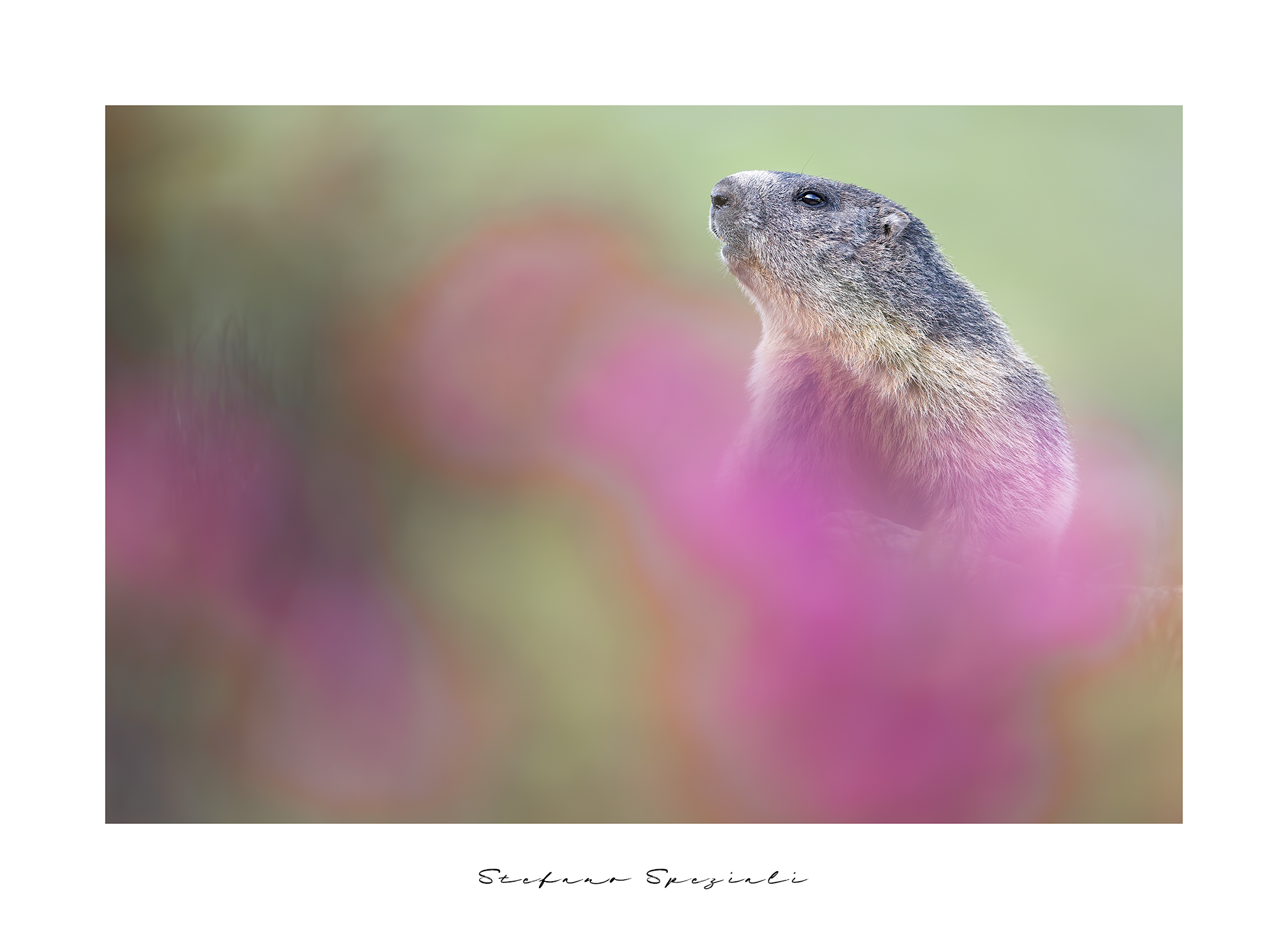 Marmotta - Marmota marmota