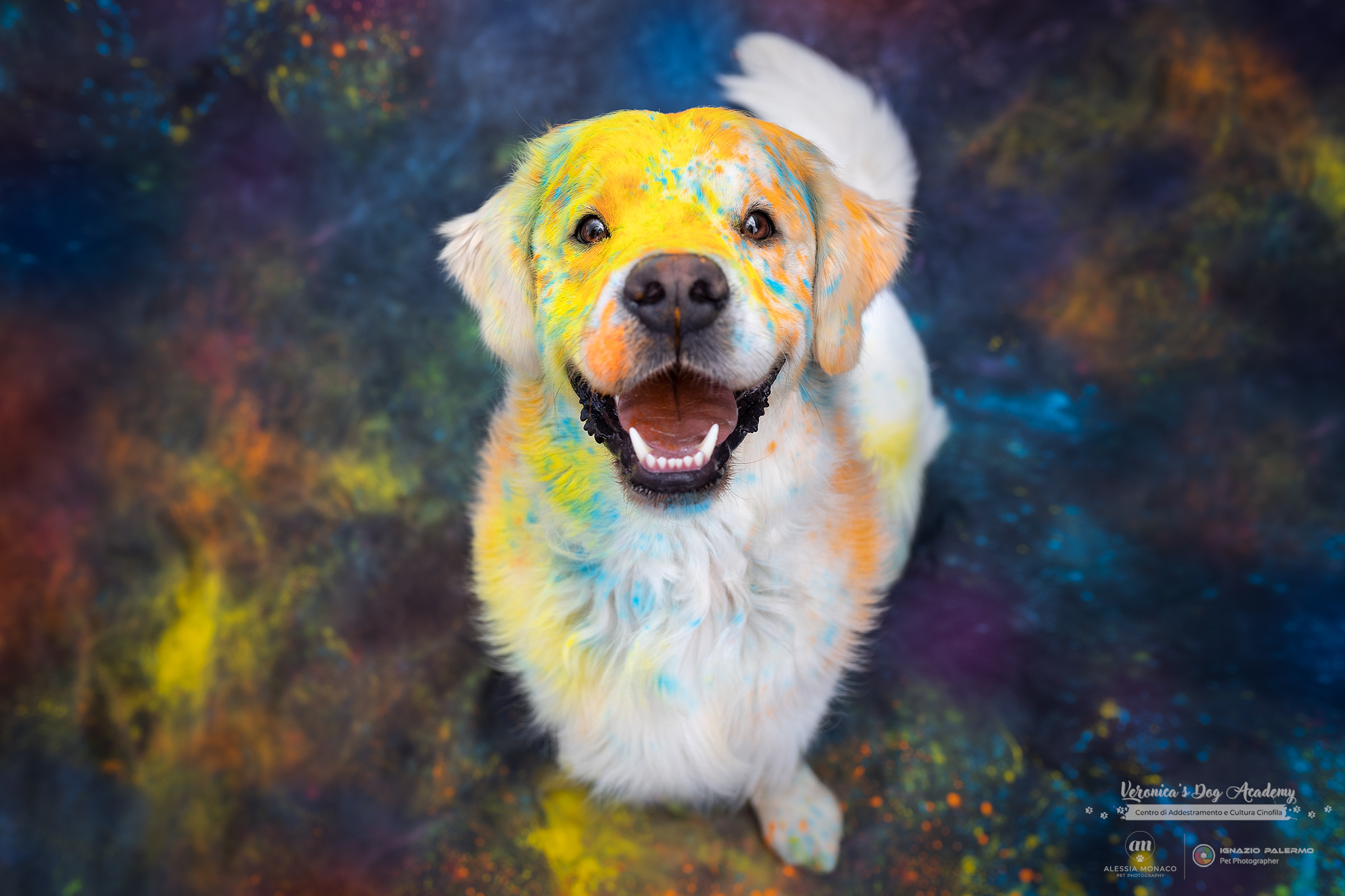 Holi powder golden retriever