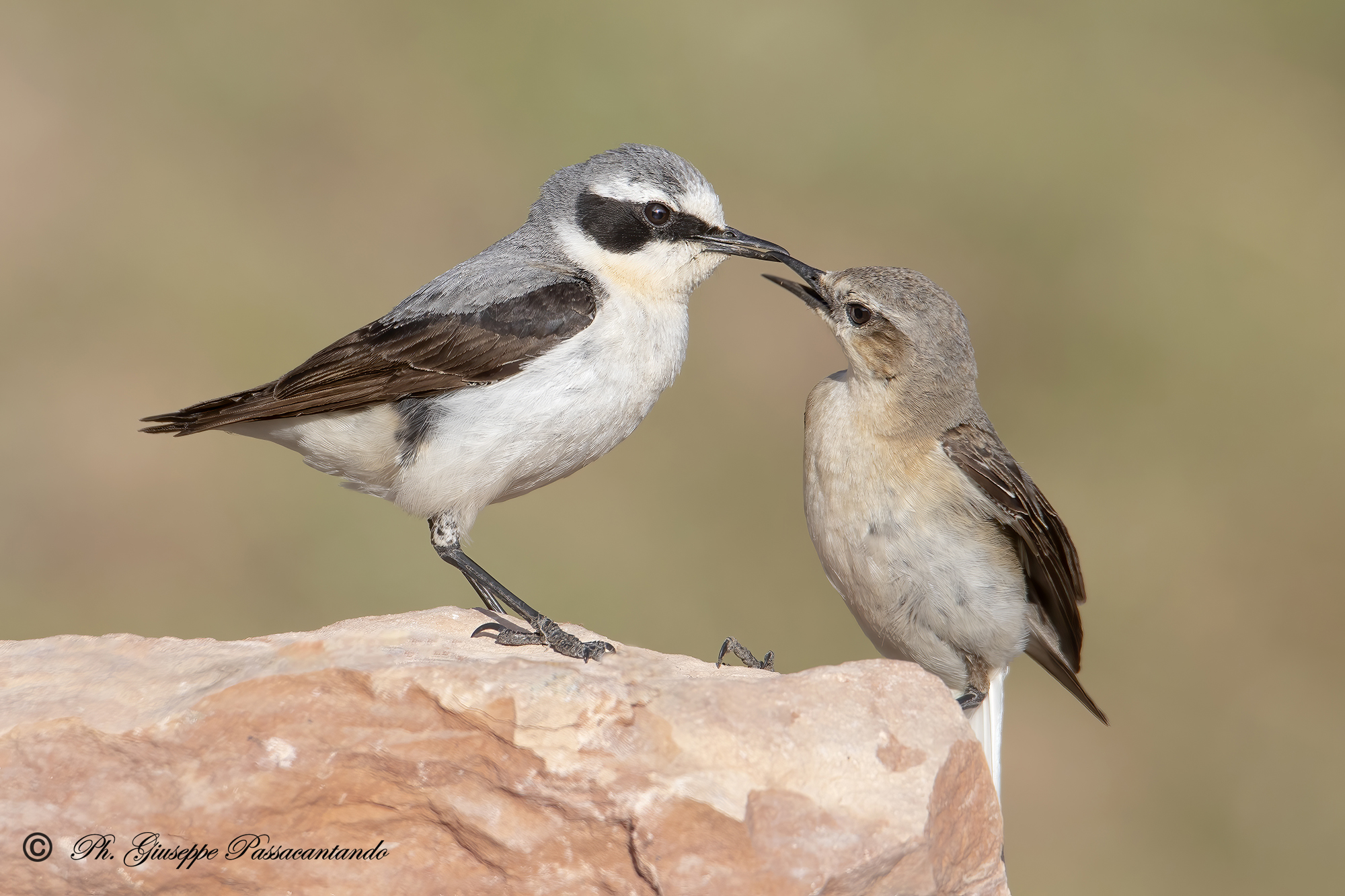 culbianco male and female