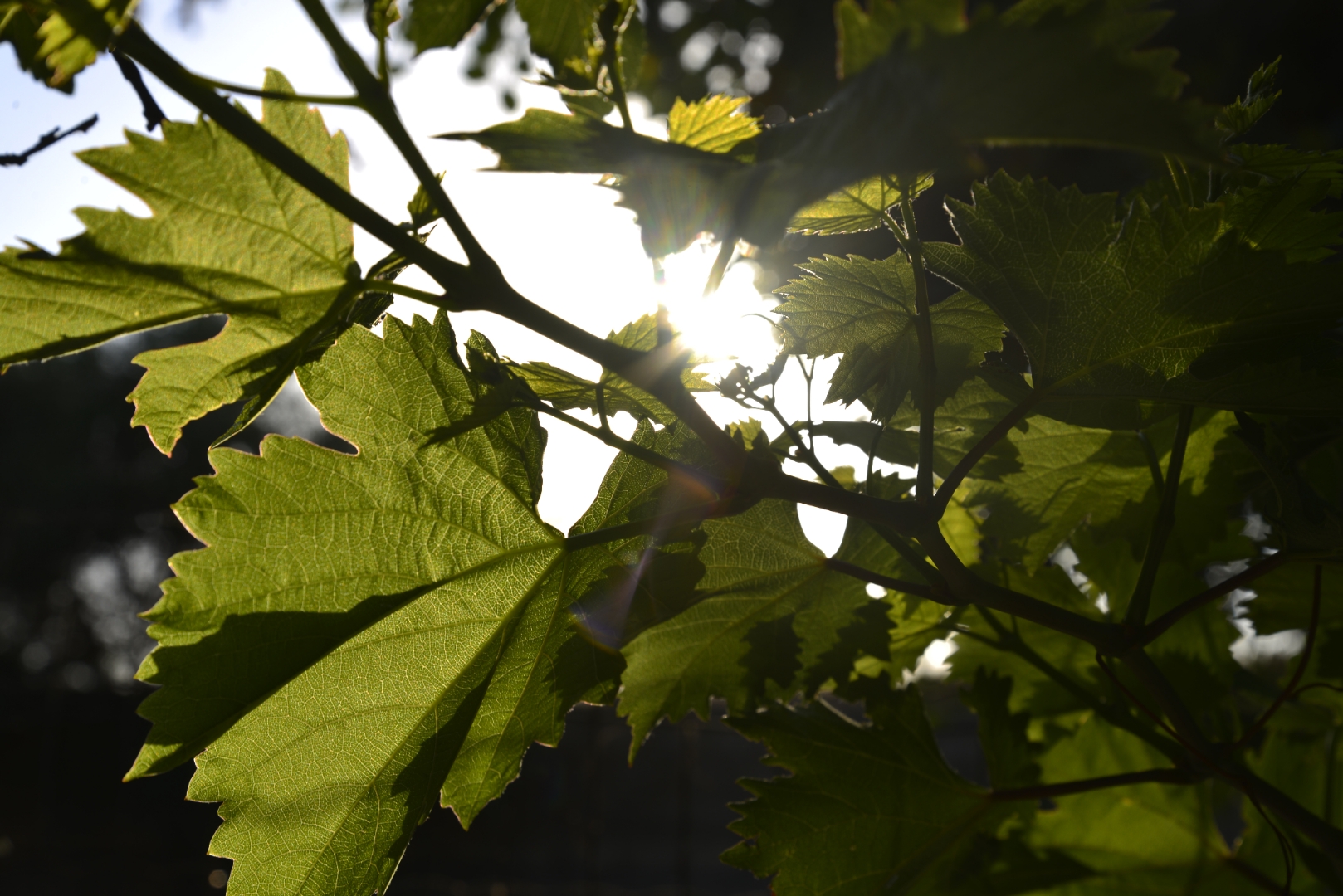 Between the leaves
