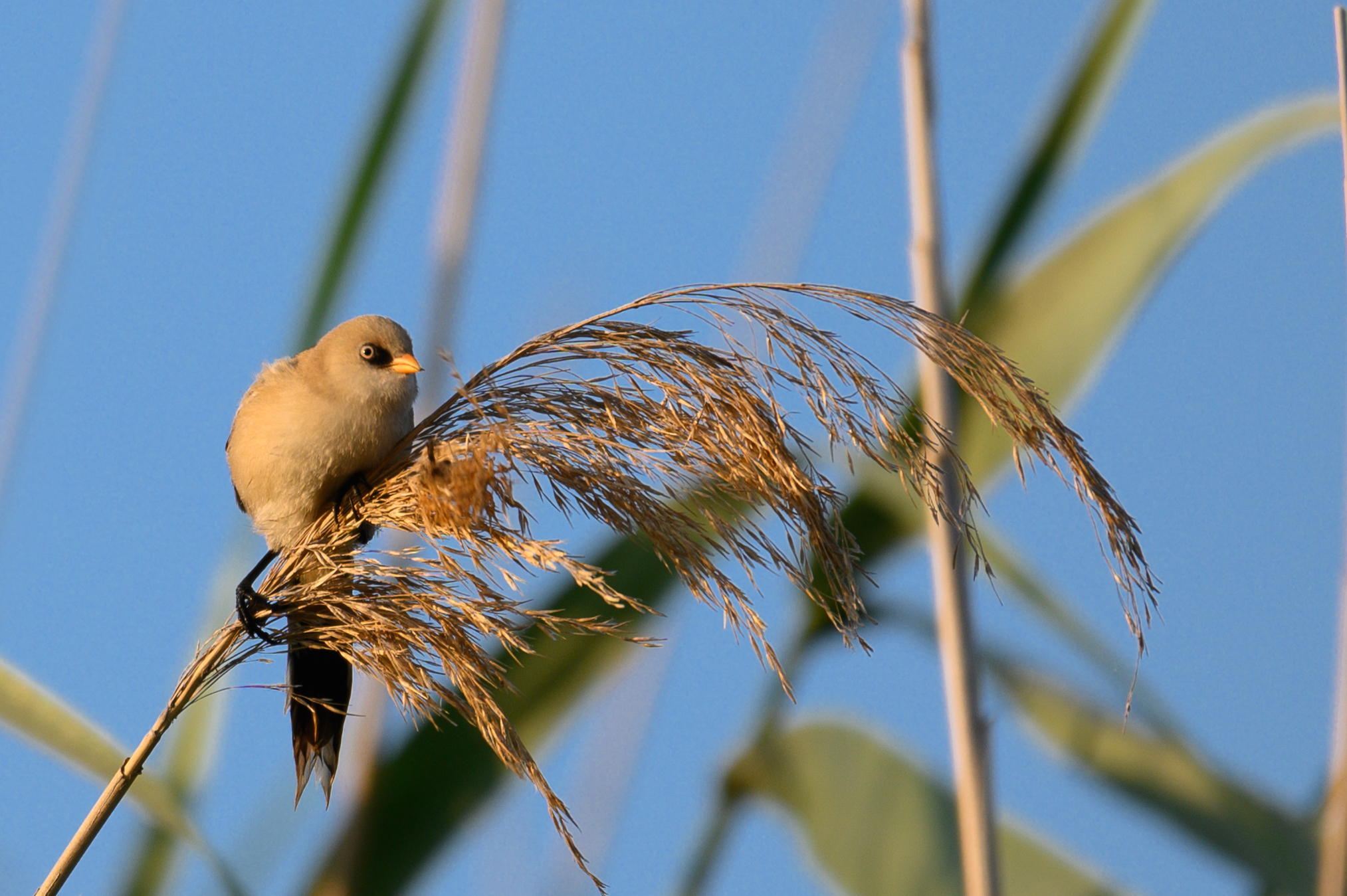 ...femmina di basettino...