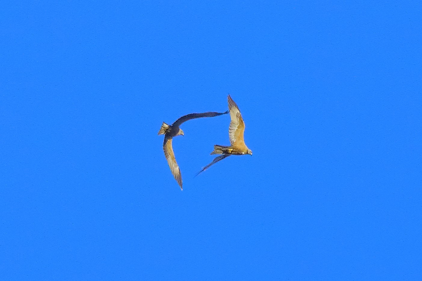 Nibbio bruno 07-06-2022