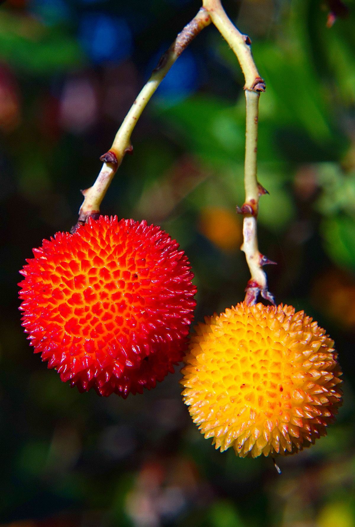 Il rosso e il giallo!