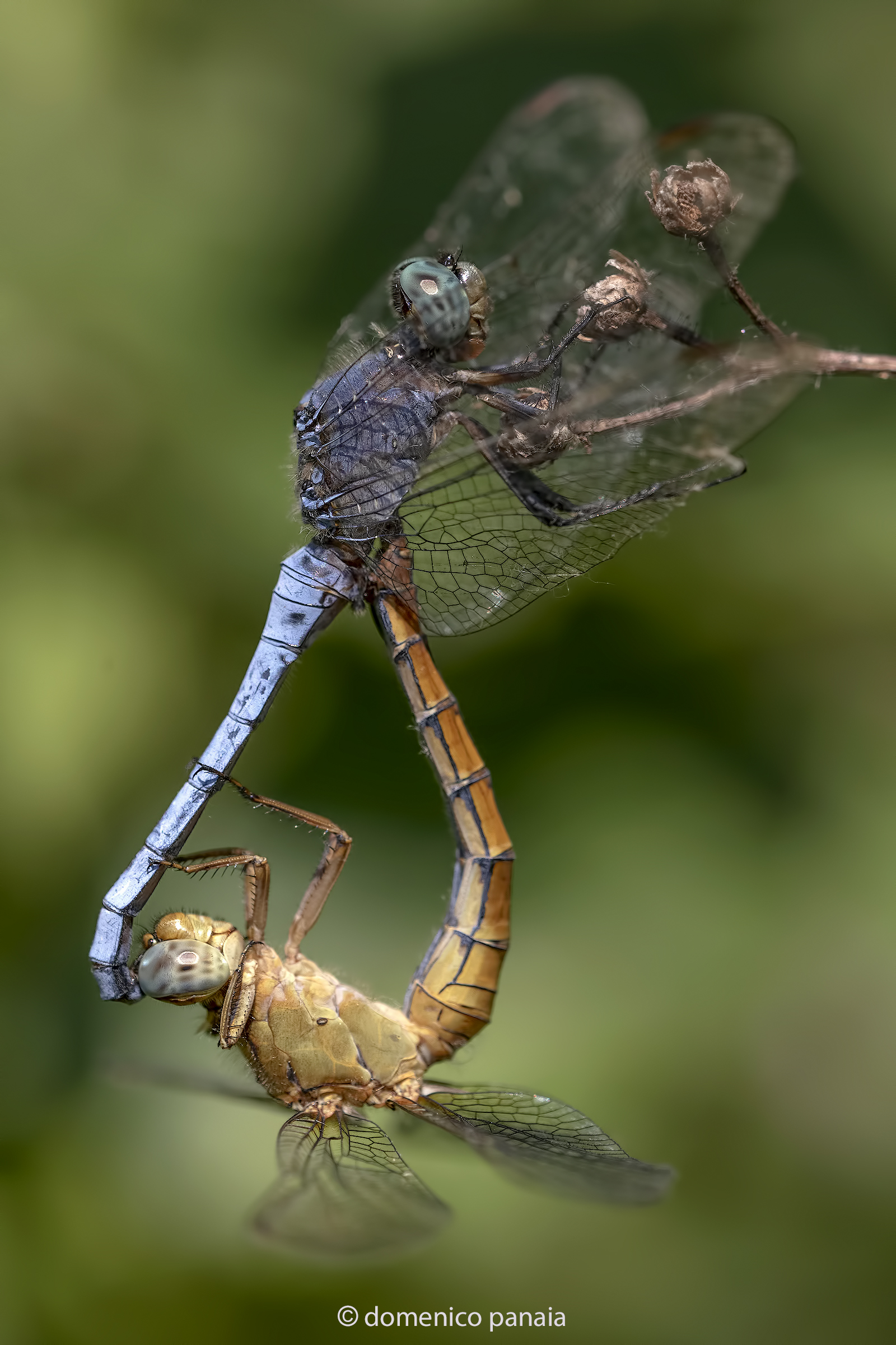 Orthetrum coerulescens