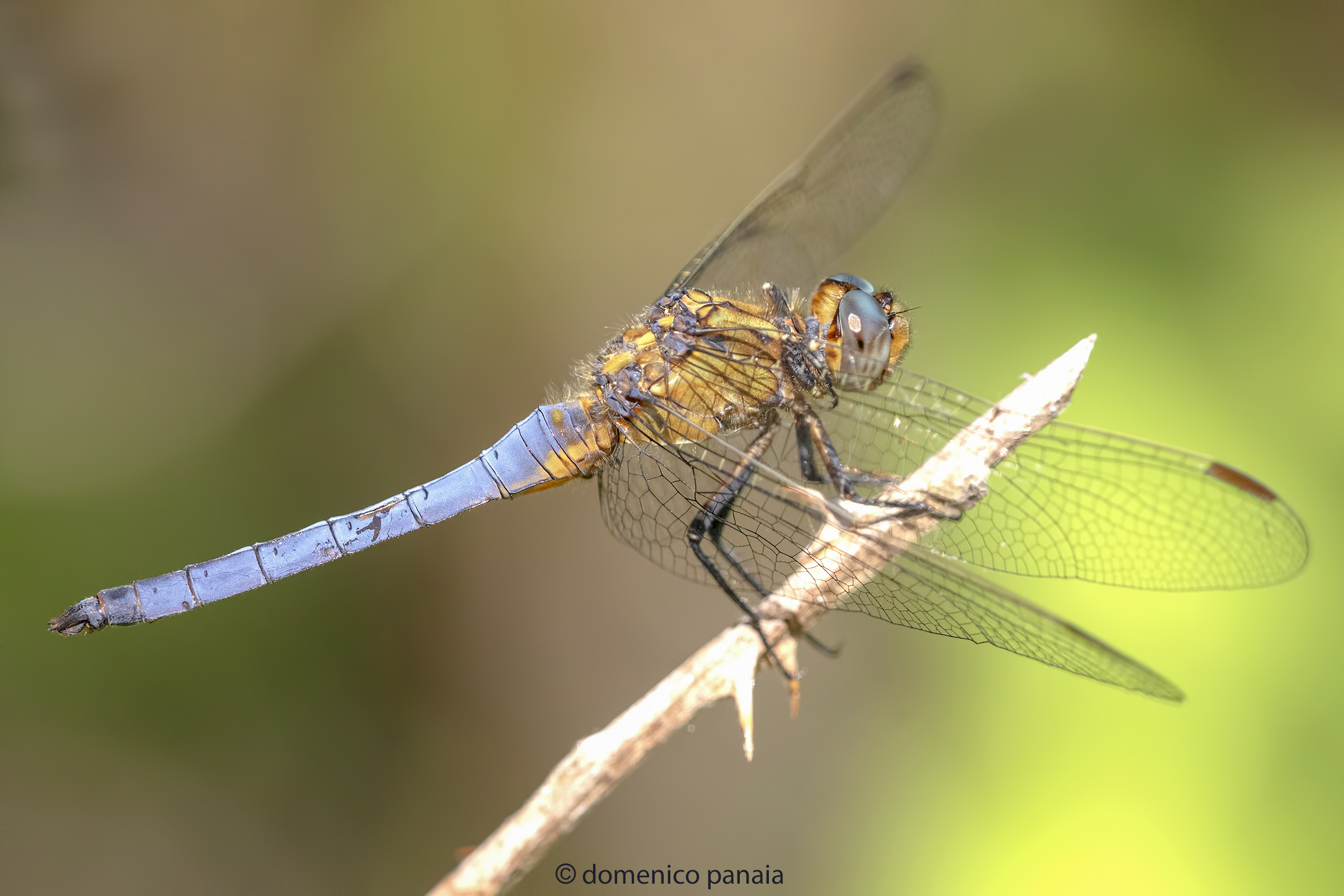 Orthetrum coerulescens