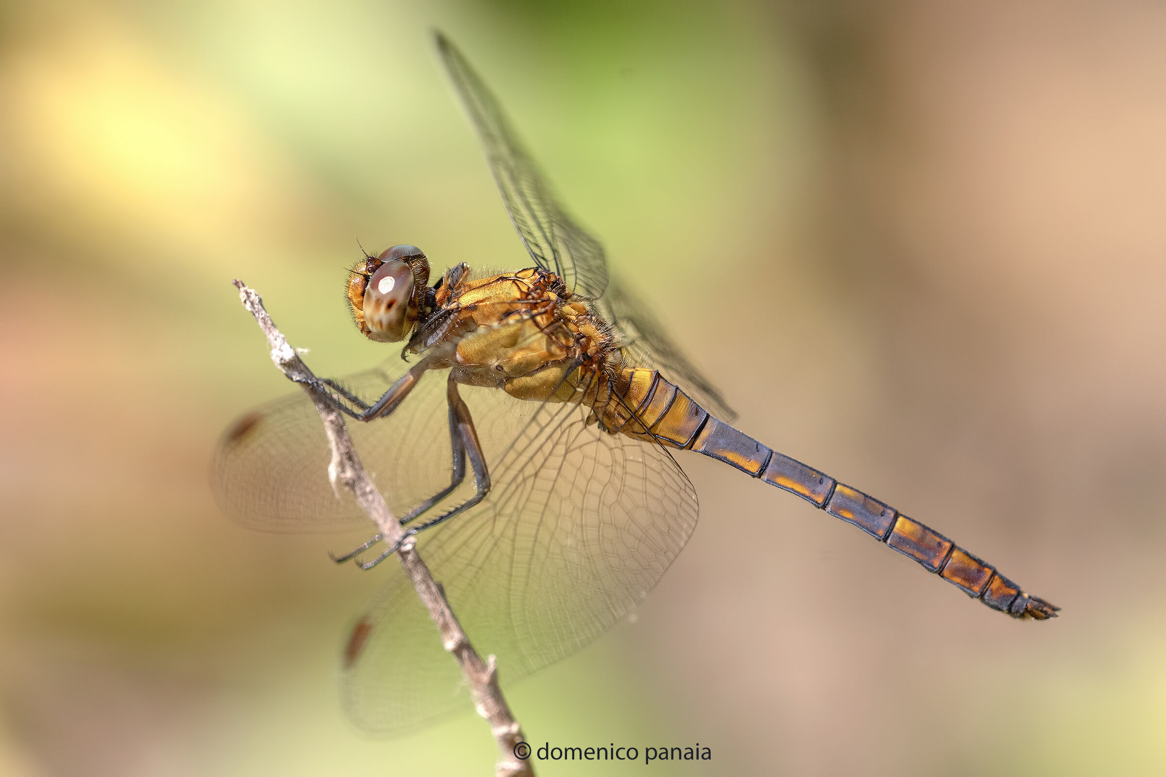 Orthetrum coerulescens
