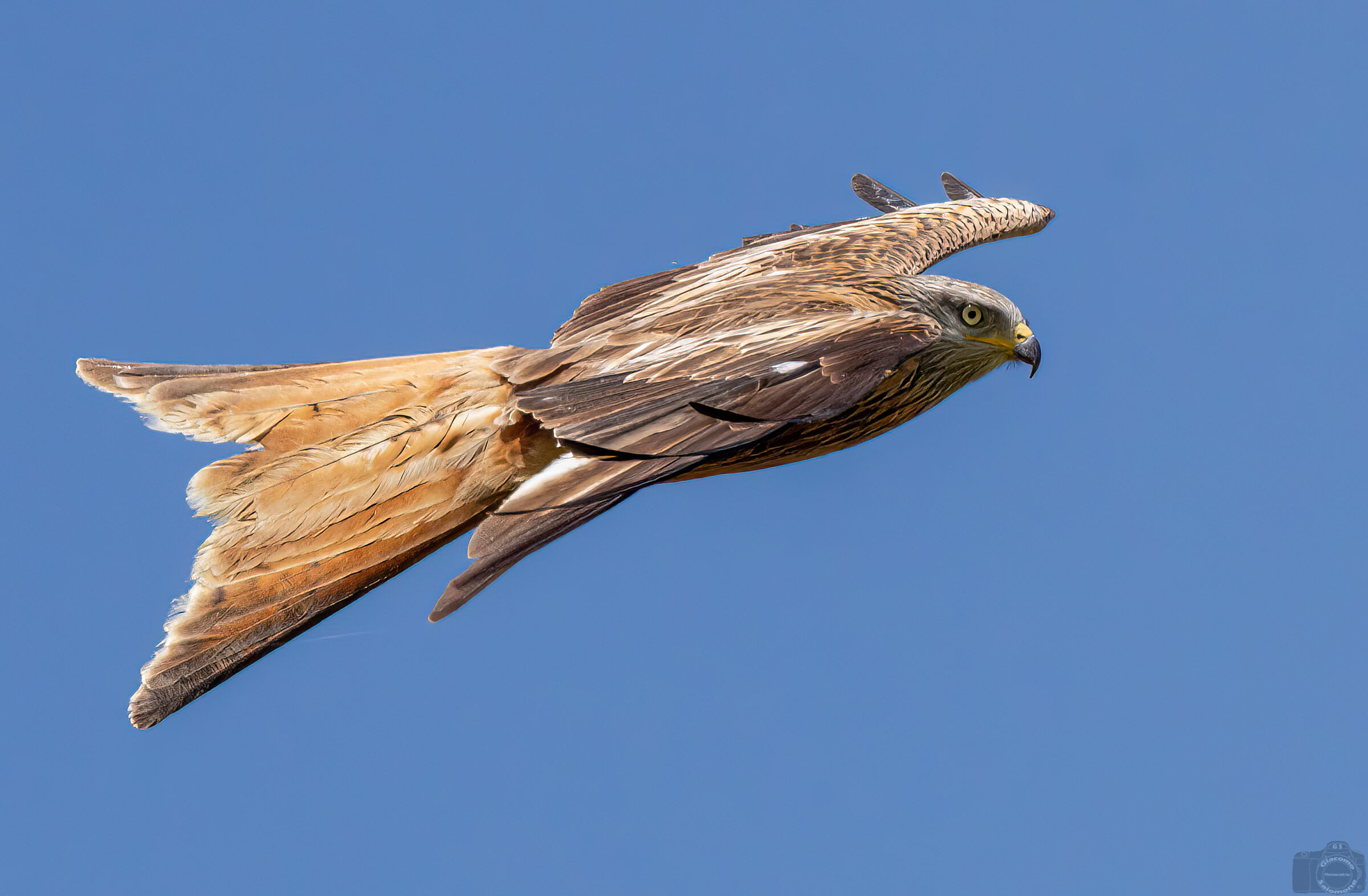 Red kite