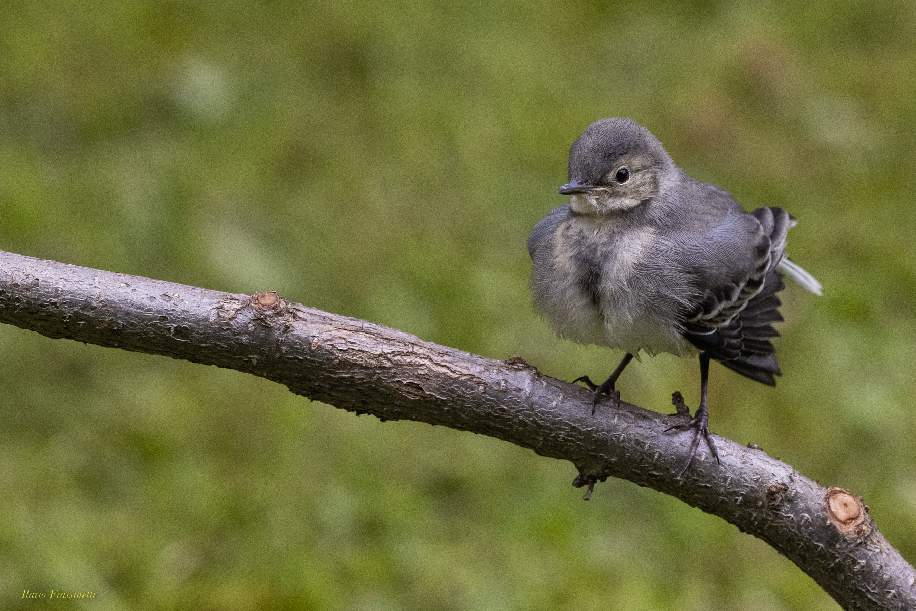 Pigliamosche giovane