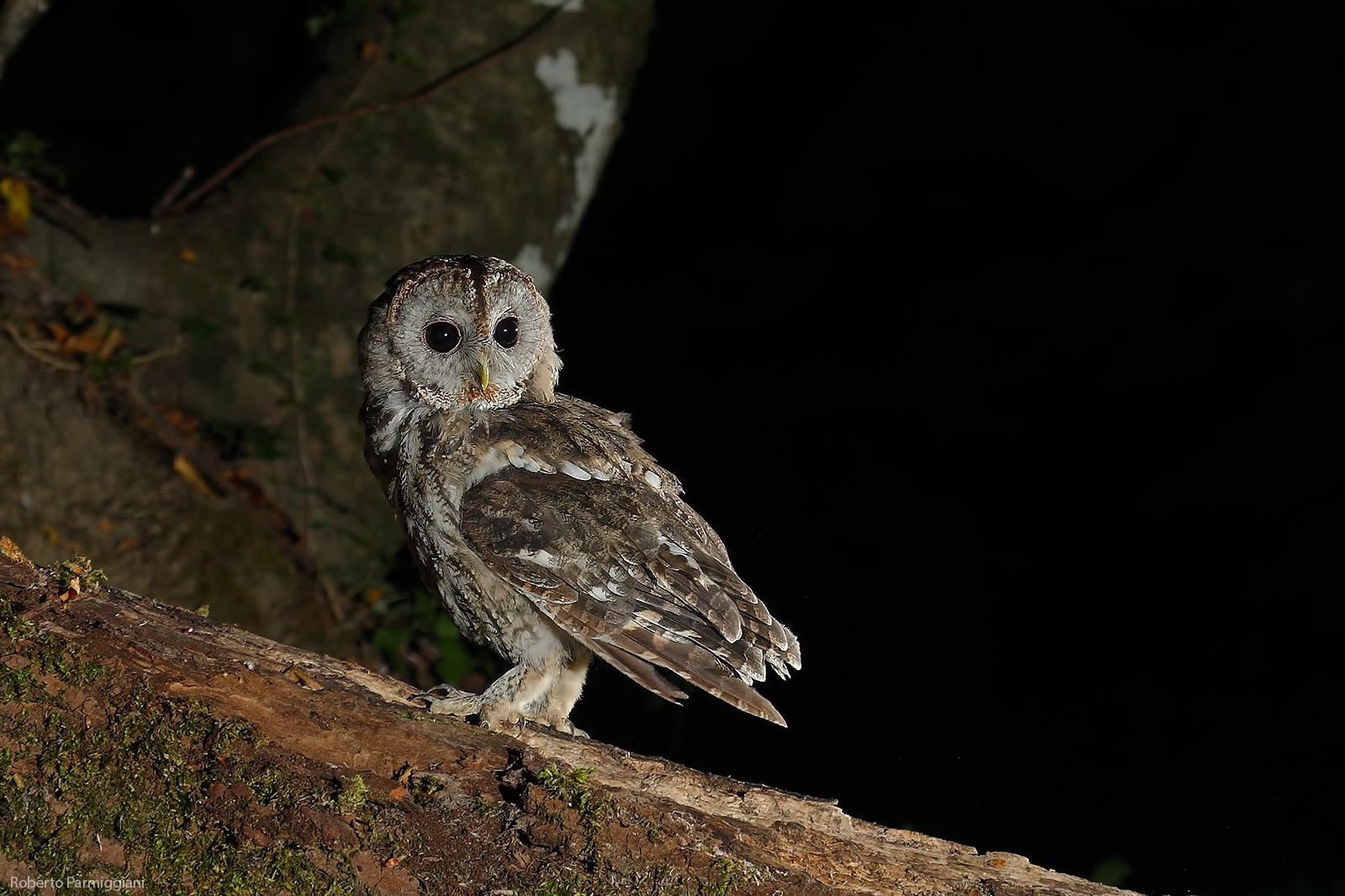 Il regno dell allocco