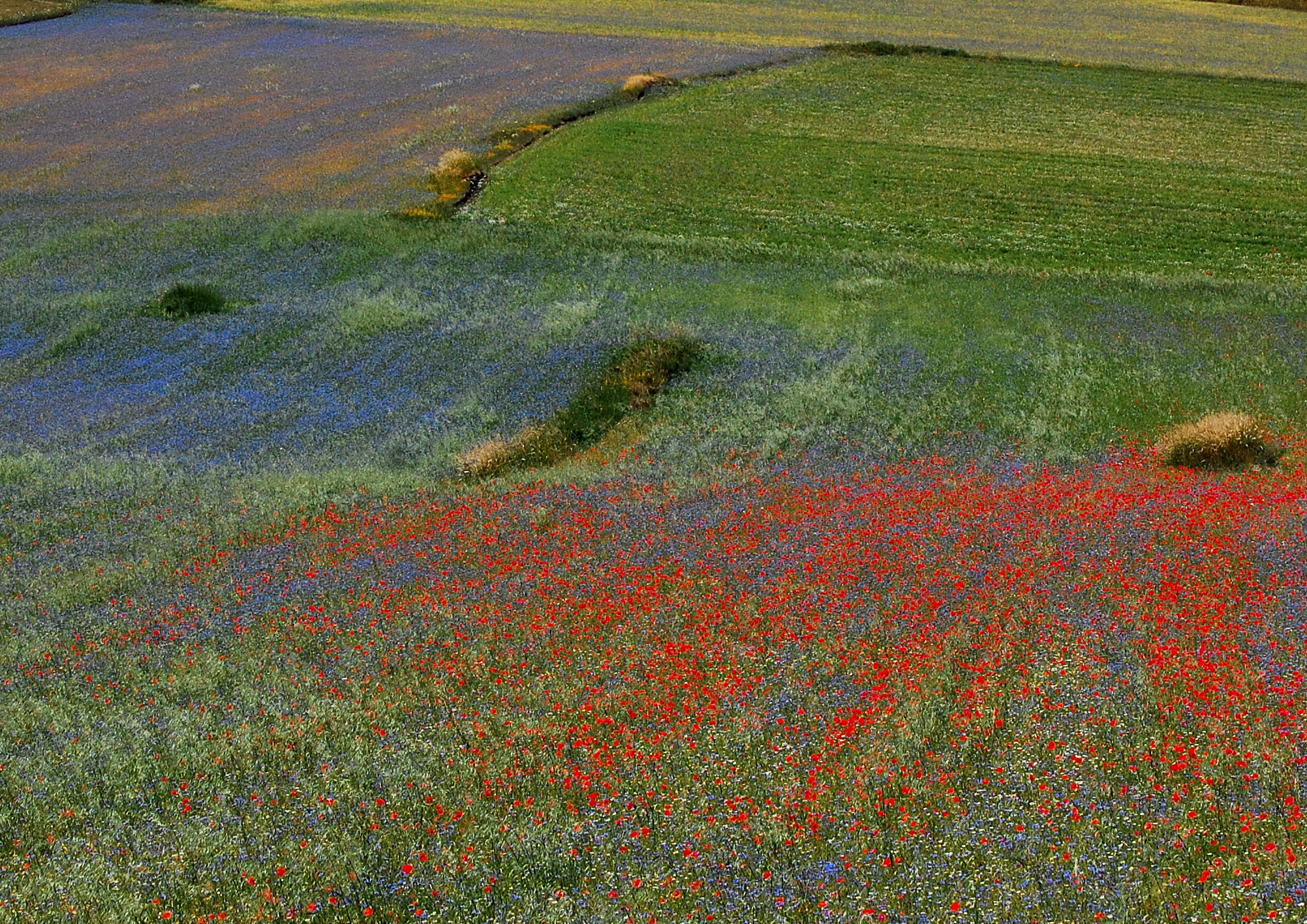 Castelluccio: palette