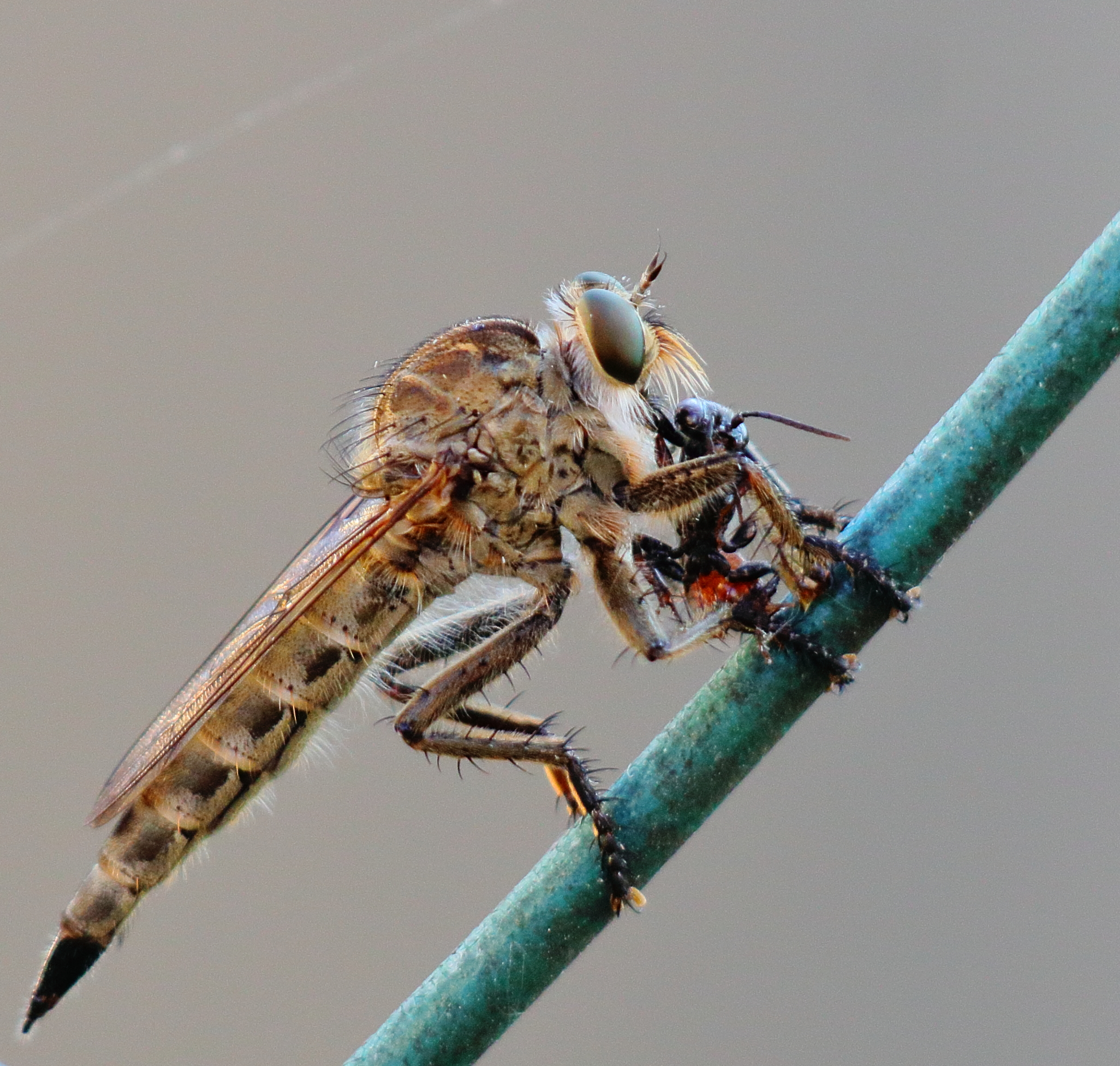 Asilidae the predator