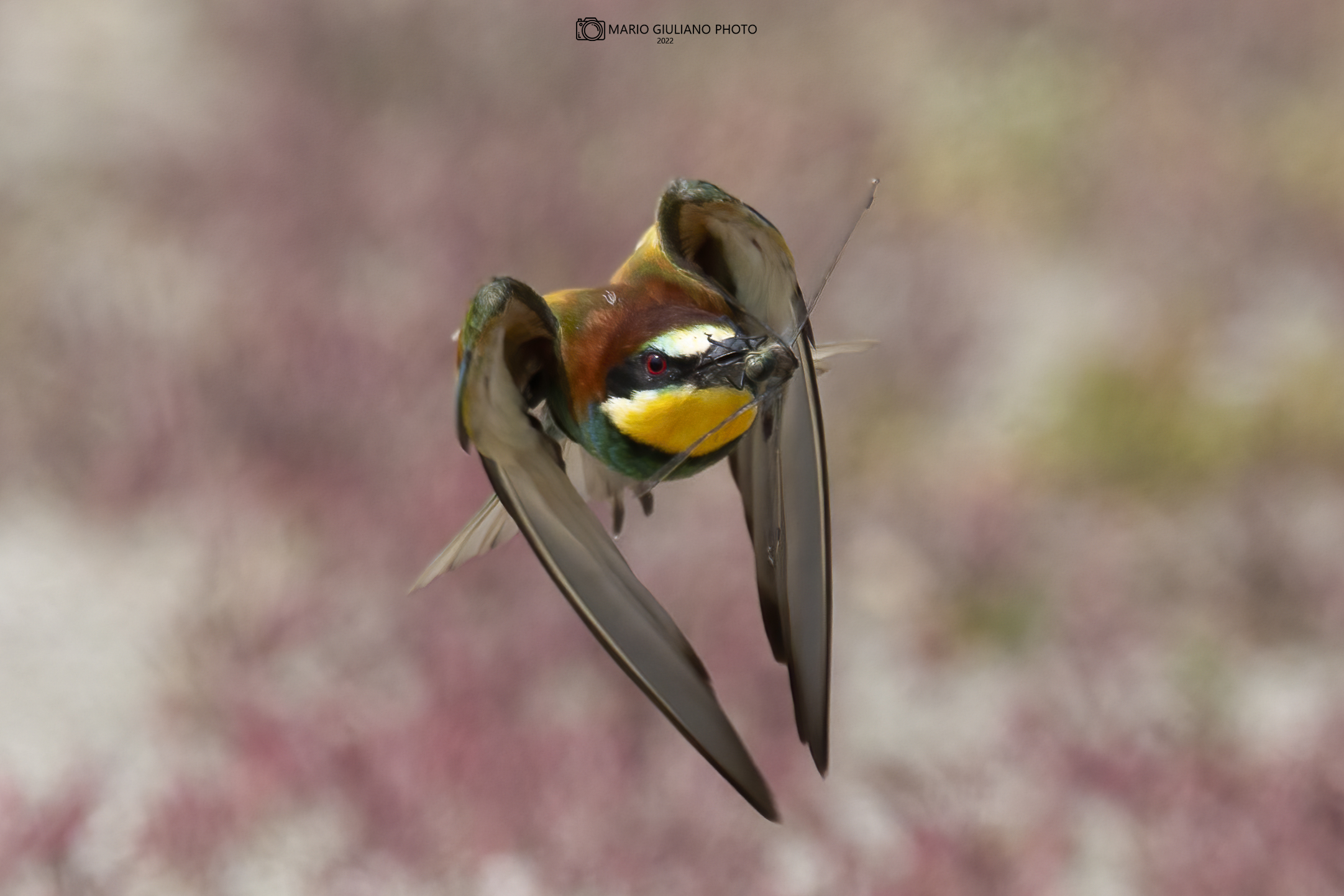 Bee-eater