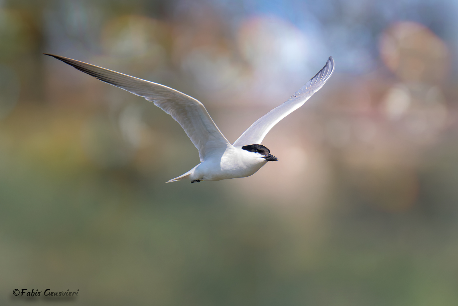 Gull-billed tern