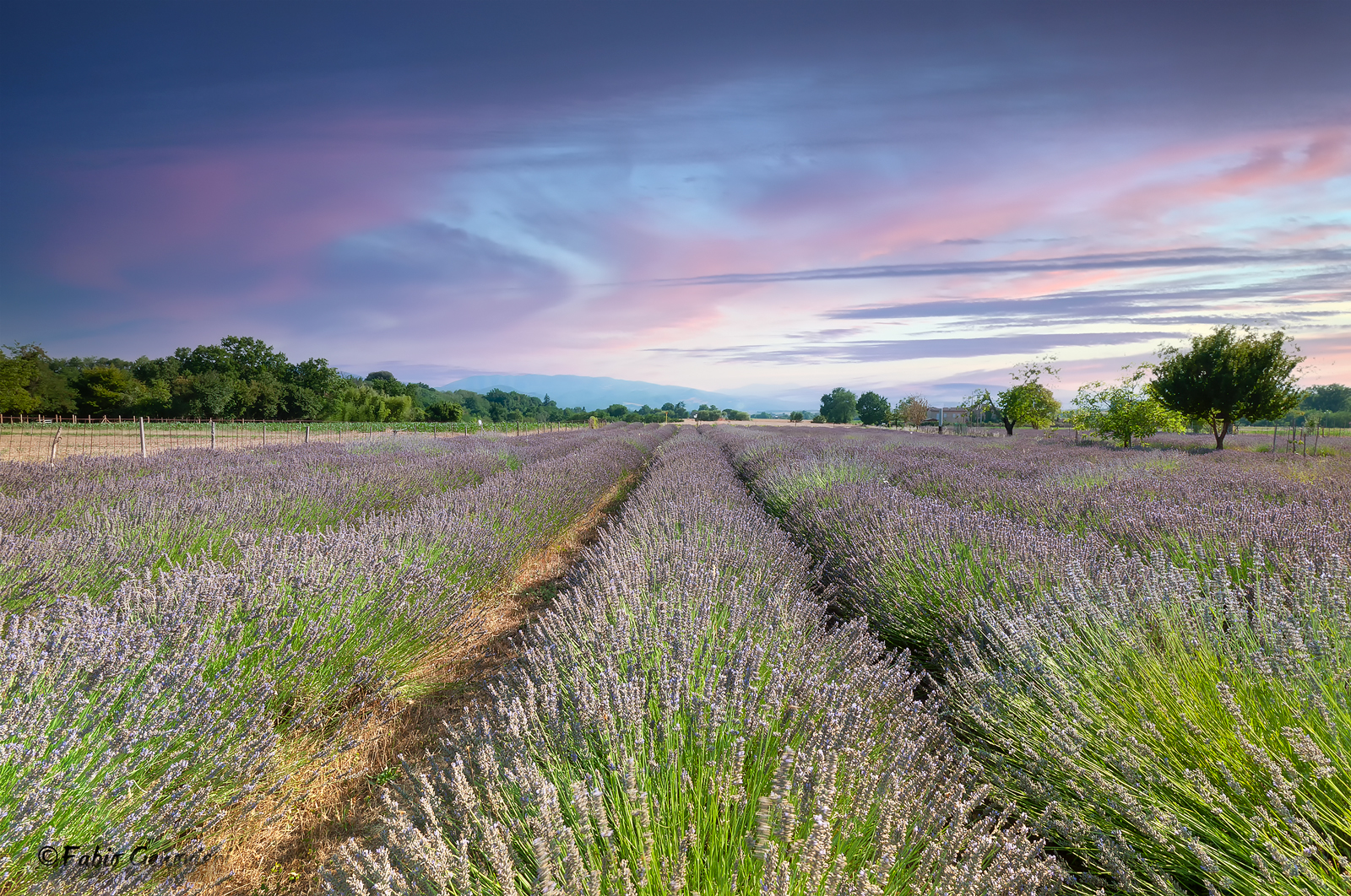 Lavender