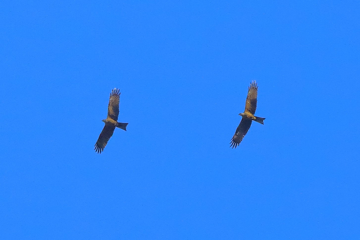 Nibbio bruno 07-06-2022