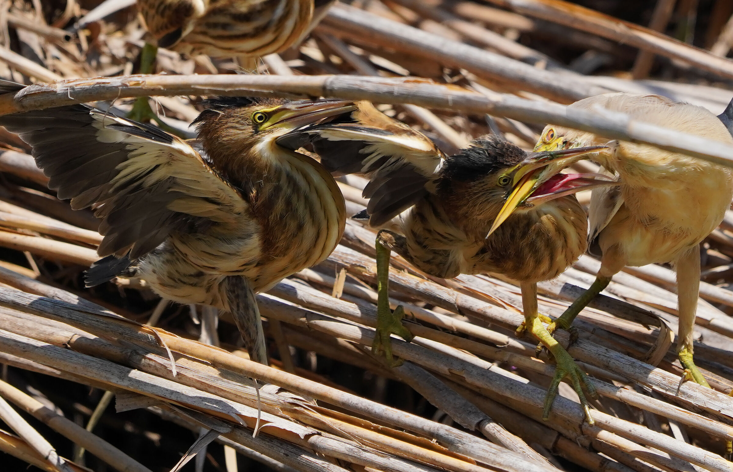 il primo che arriva....
