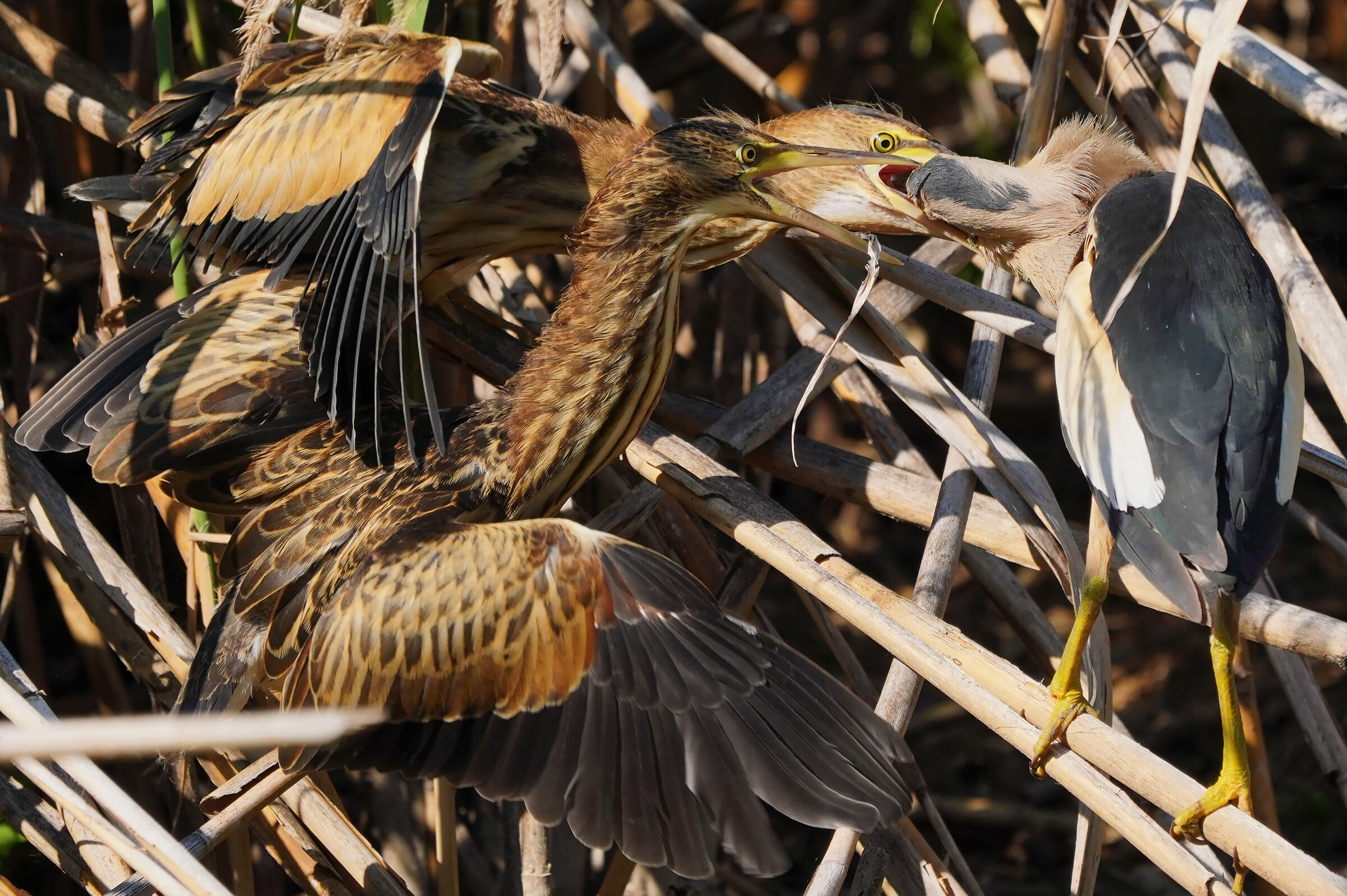 La dura vita del genitore
