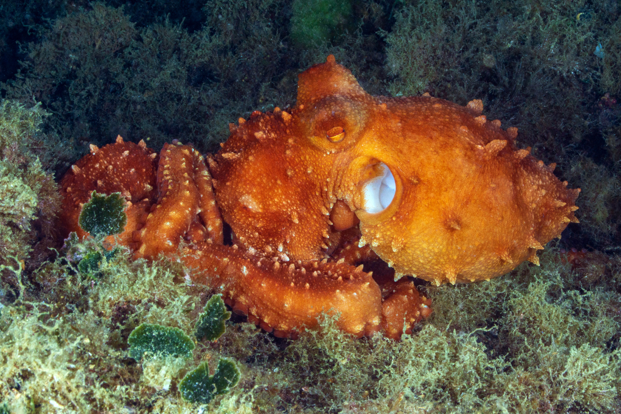 POLPESSA. tino SP
