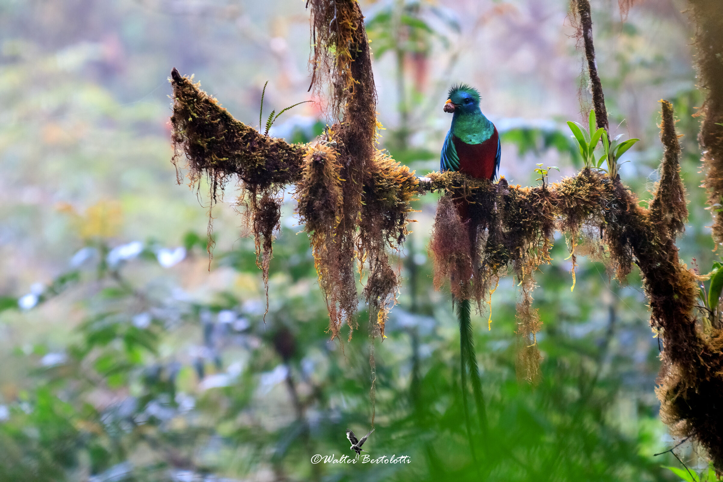 quetzal in the mist