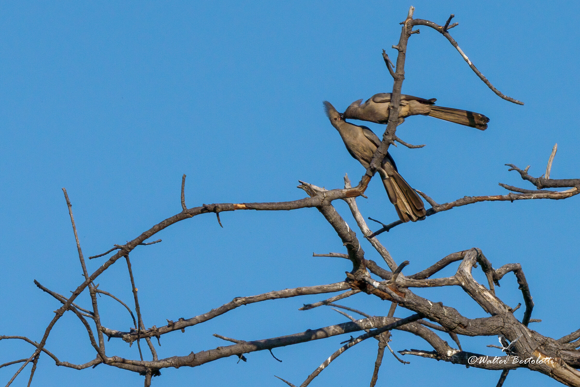 dolcezze della natura