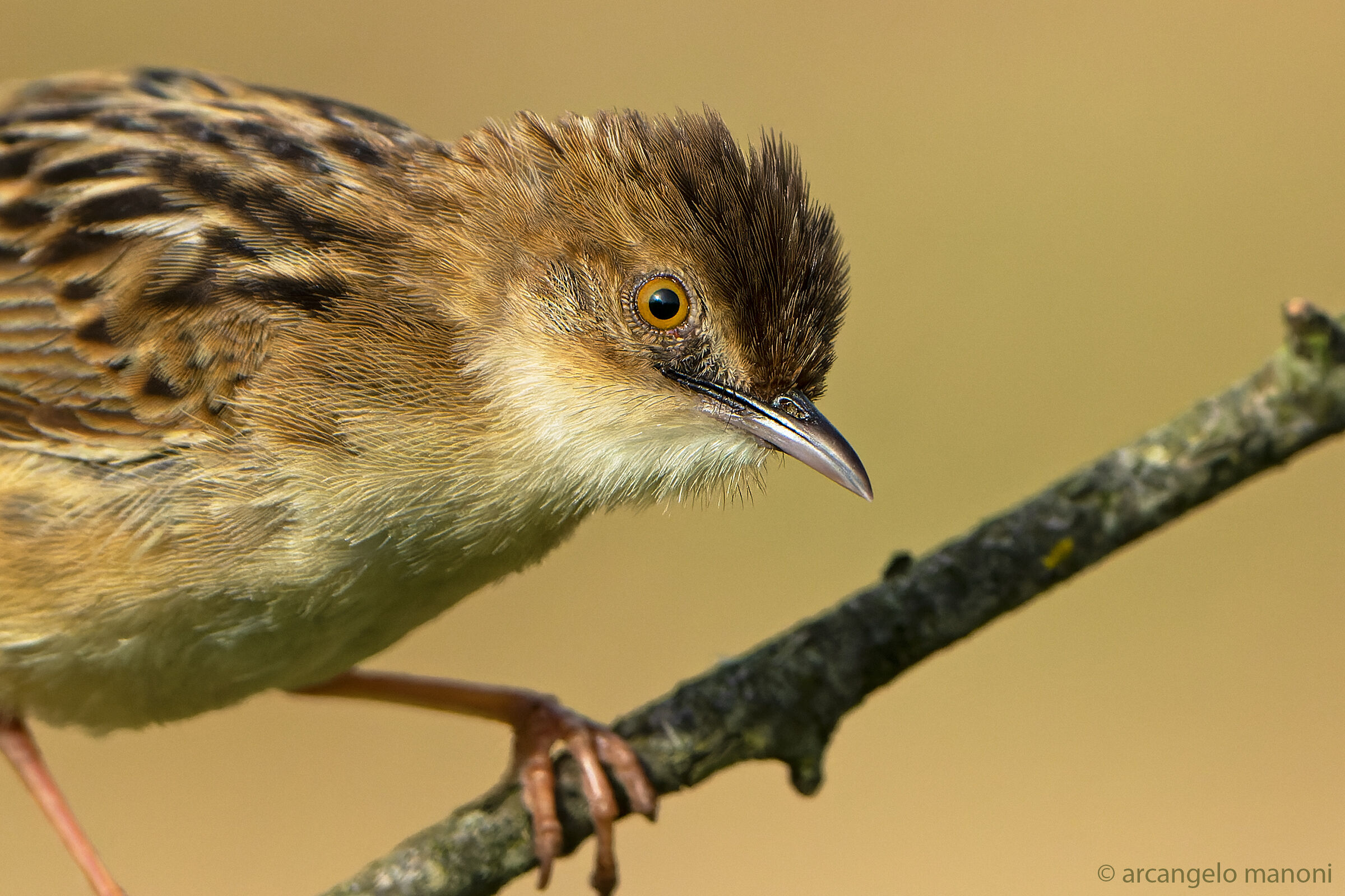 The woodcock has appeared