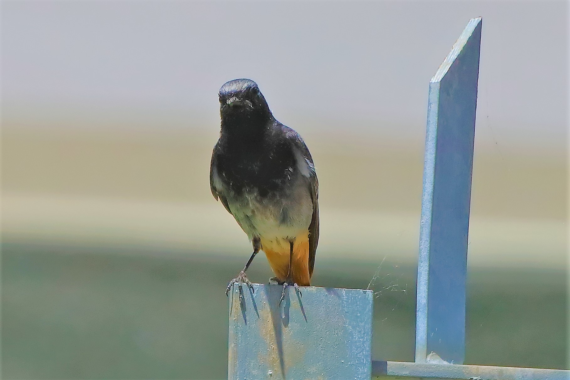 codirosso 10-06-2022