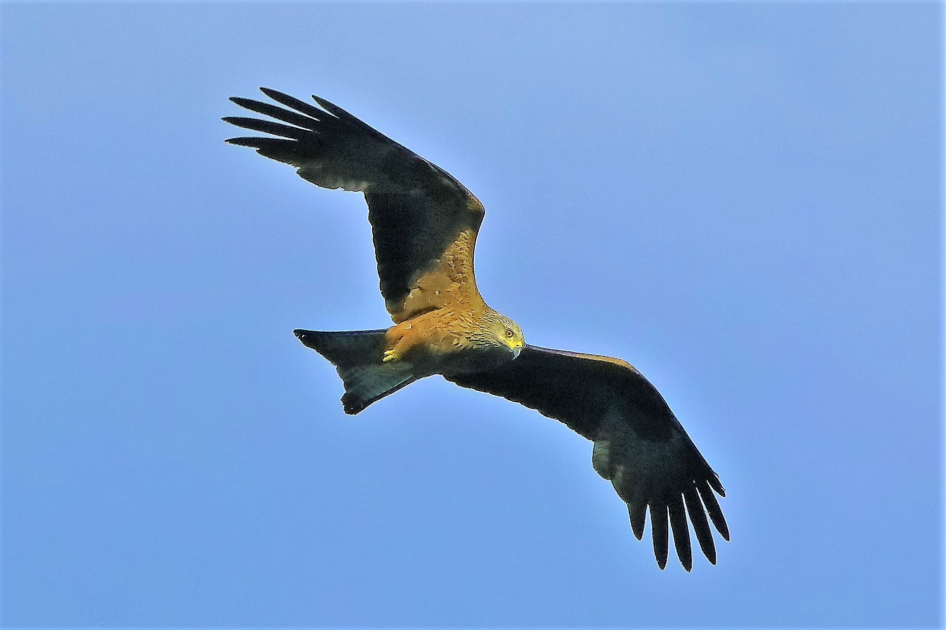 Nibbio bruno 06-06-2022