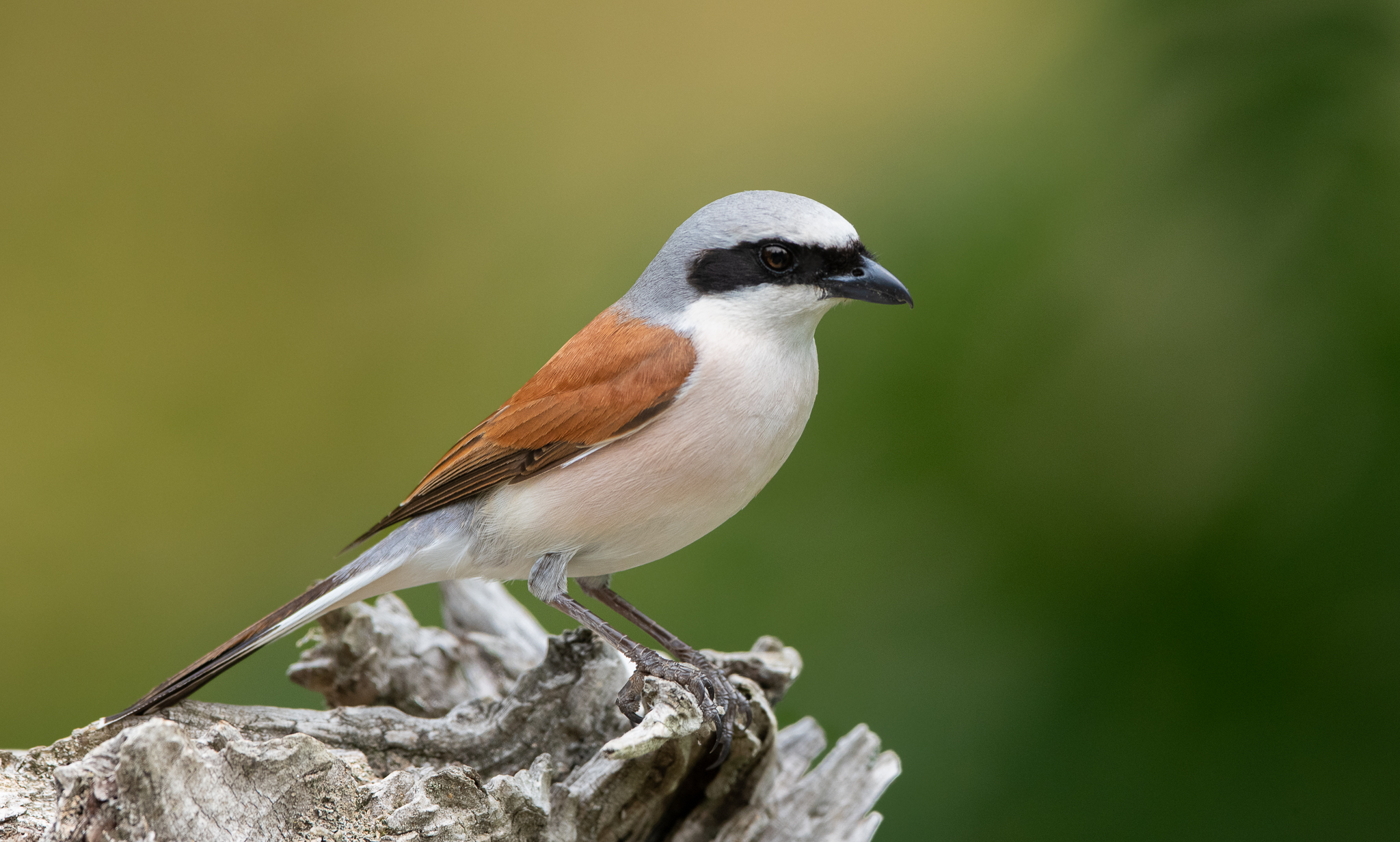 Averla sempre sul pezzo