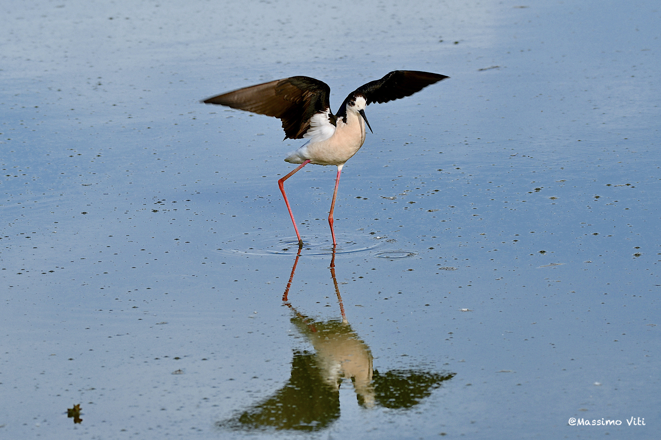 Cavaliere d'Italia riflesso