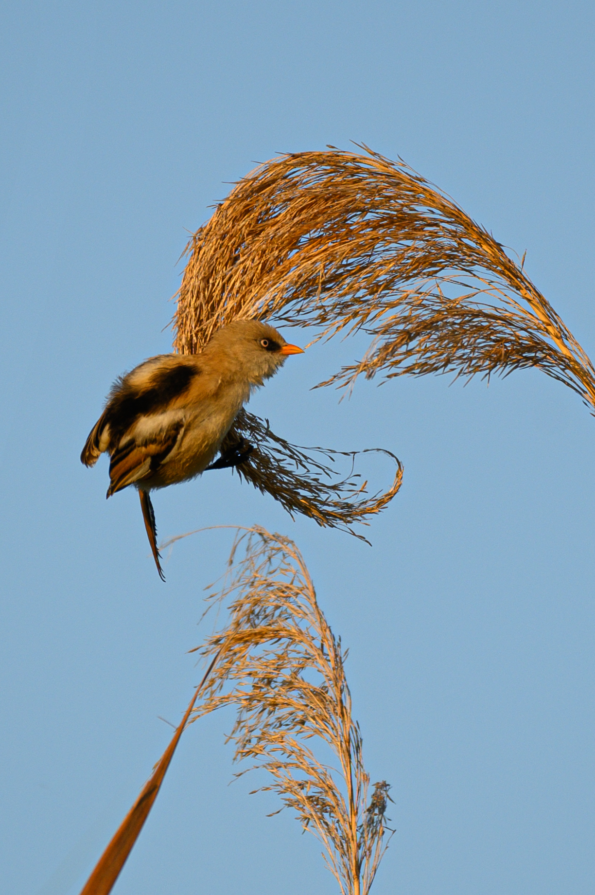 Basettino (Panurus biarmicus)
