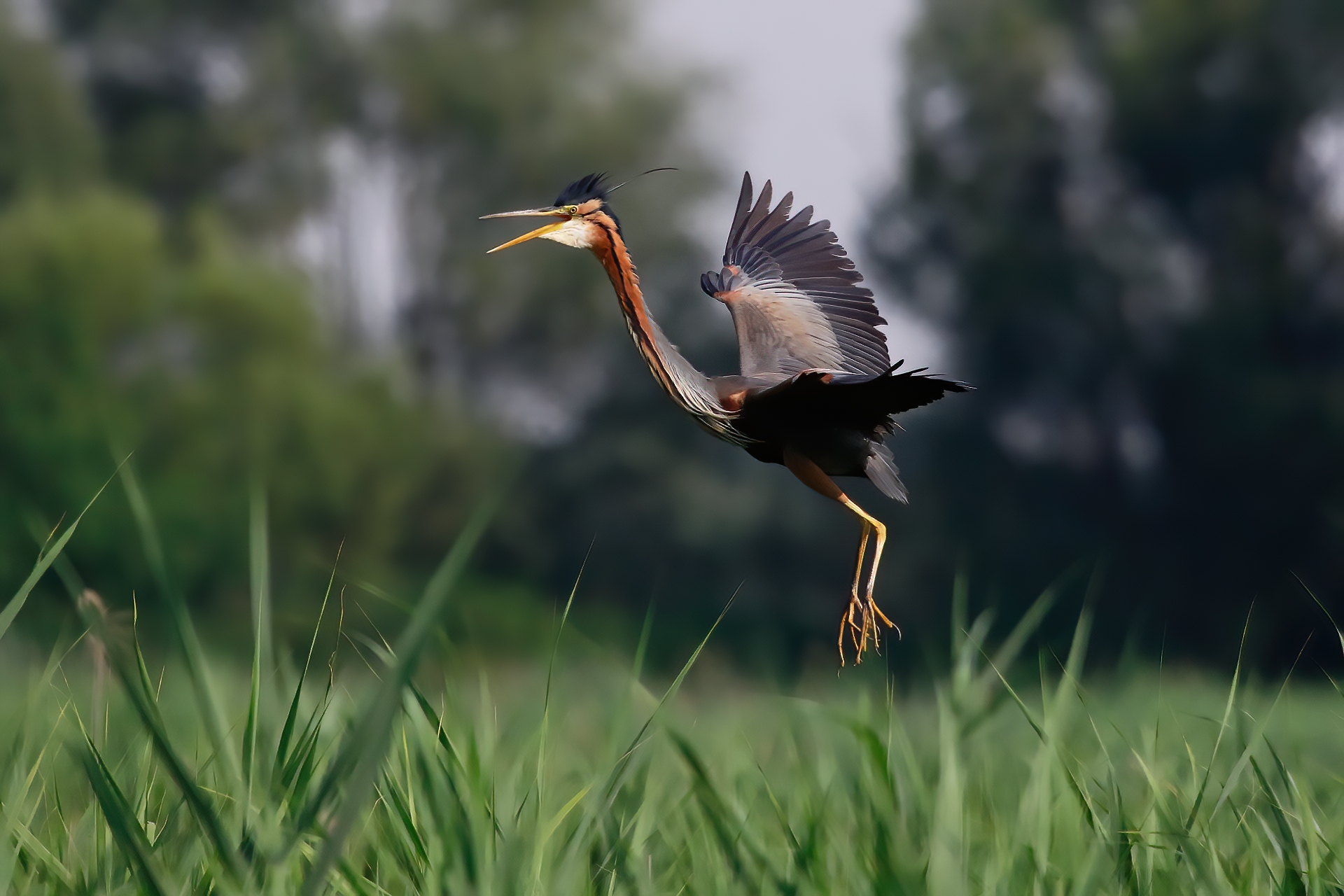 Purple heron